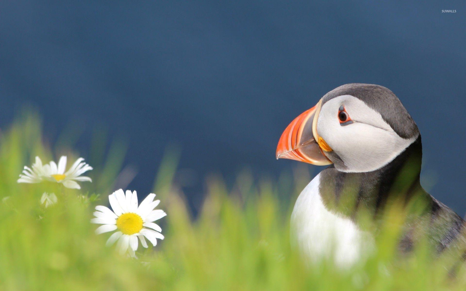 Puffin [2] wallpaper wallpaper