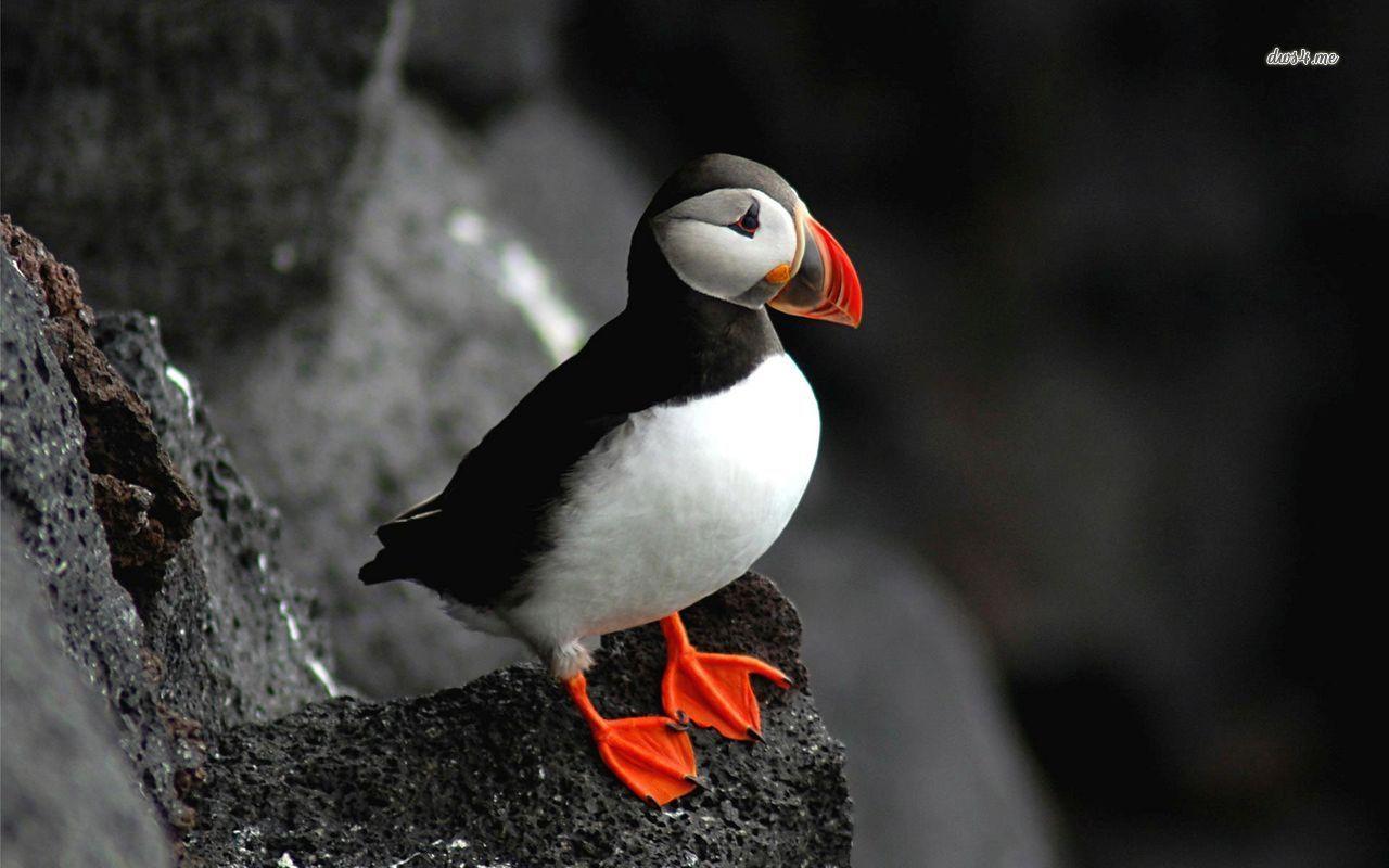 bird puffin wallpaper 4k ultra HD wallpaper. ololoshenka