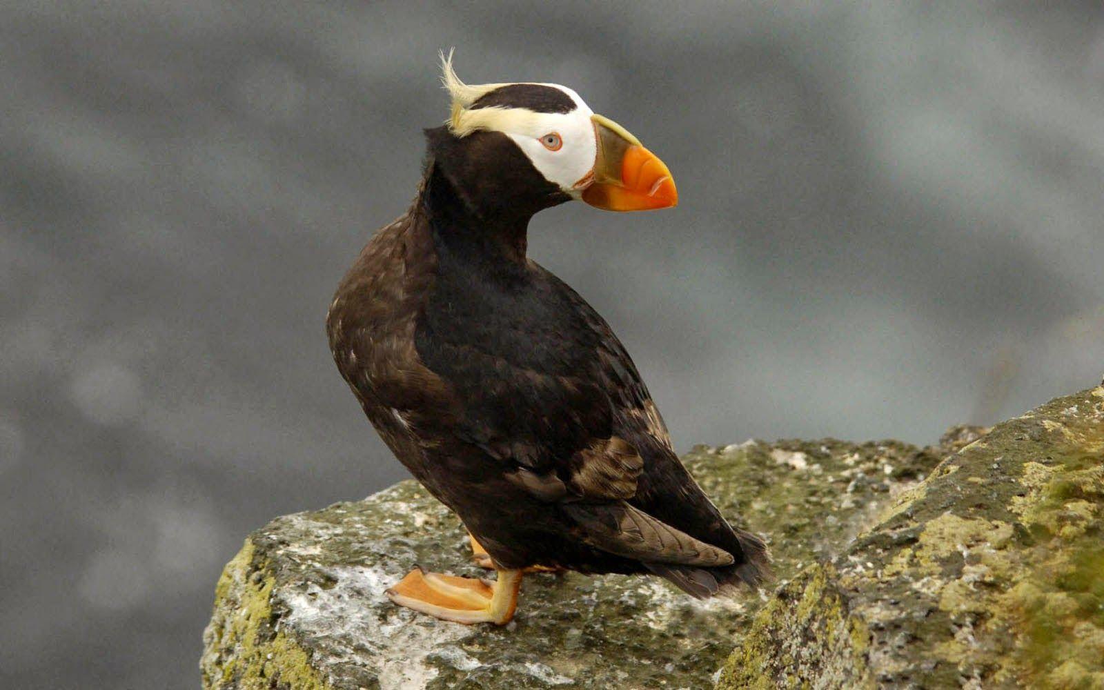 wallpaper: Tufted Puffin Wallpaper