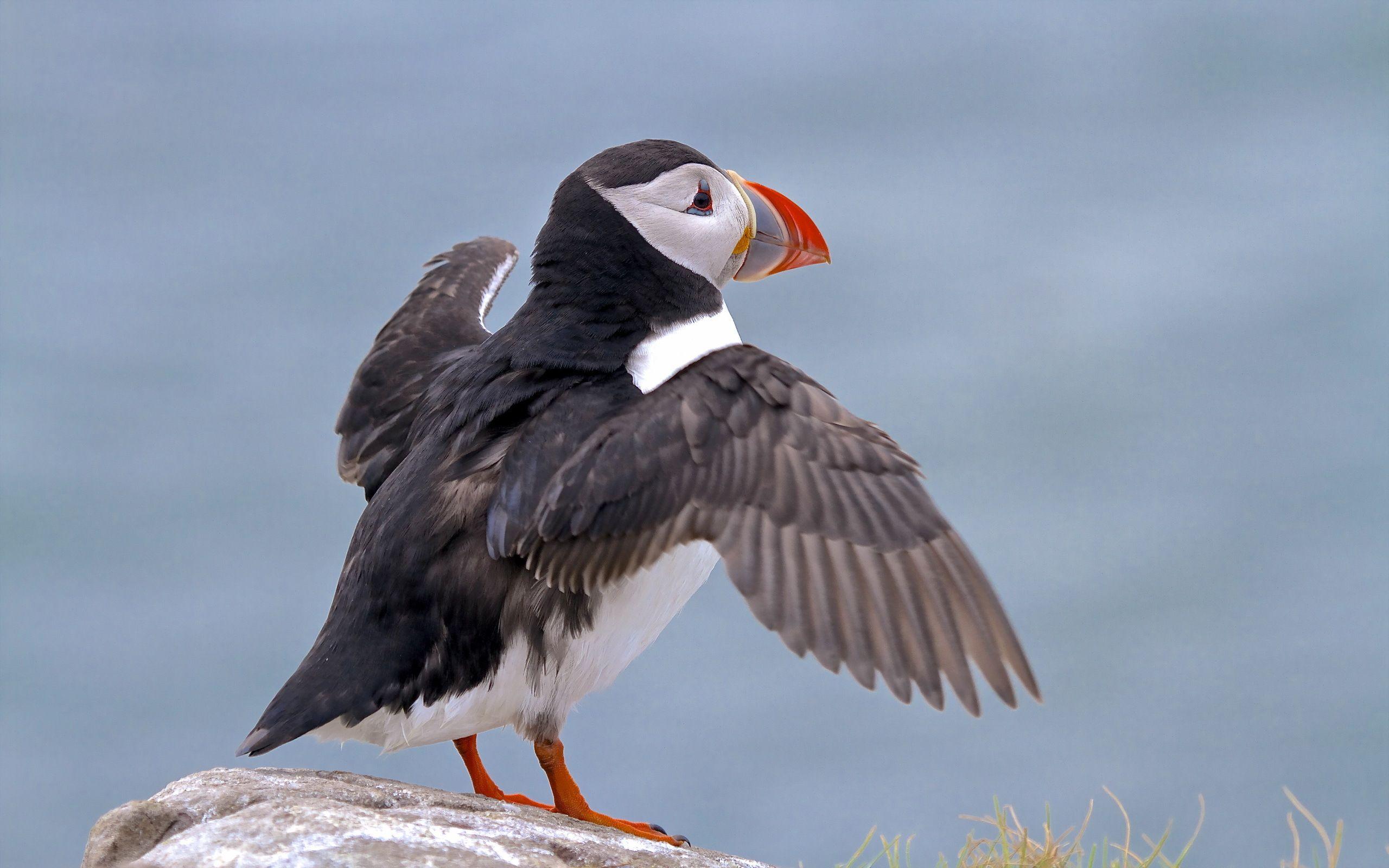 Puffin HD Wallpaper and Background Image