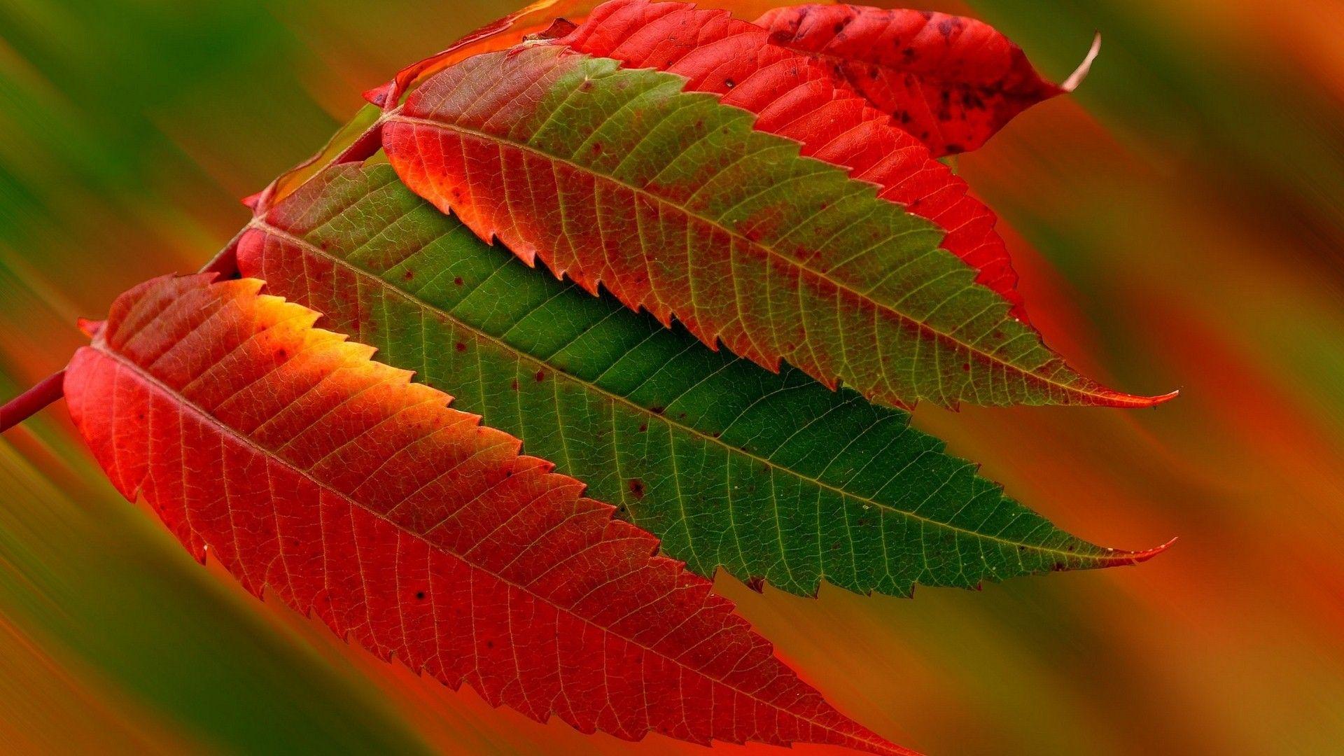 Red and Green Leaves HD Wallpaper
