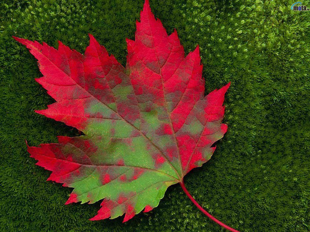 Red leaf wallpaper. Wallpaper Wide HD