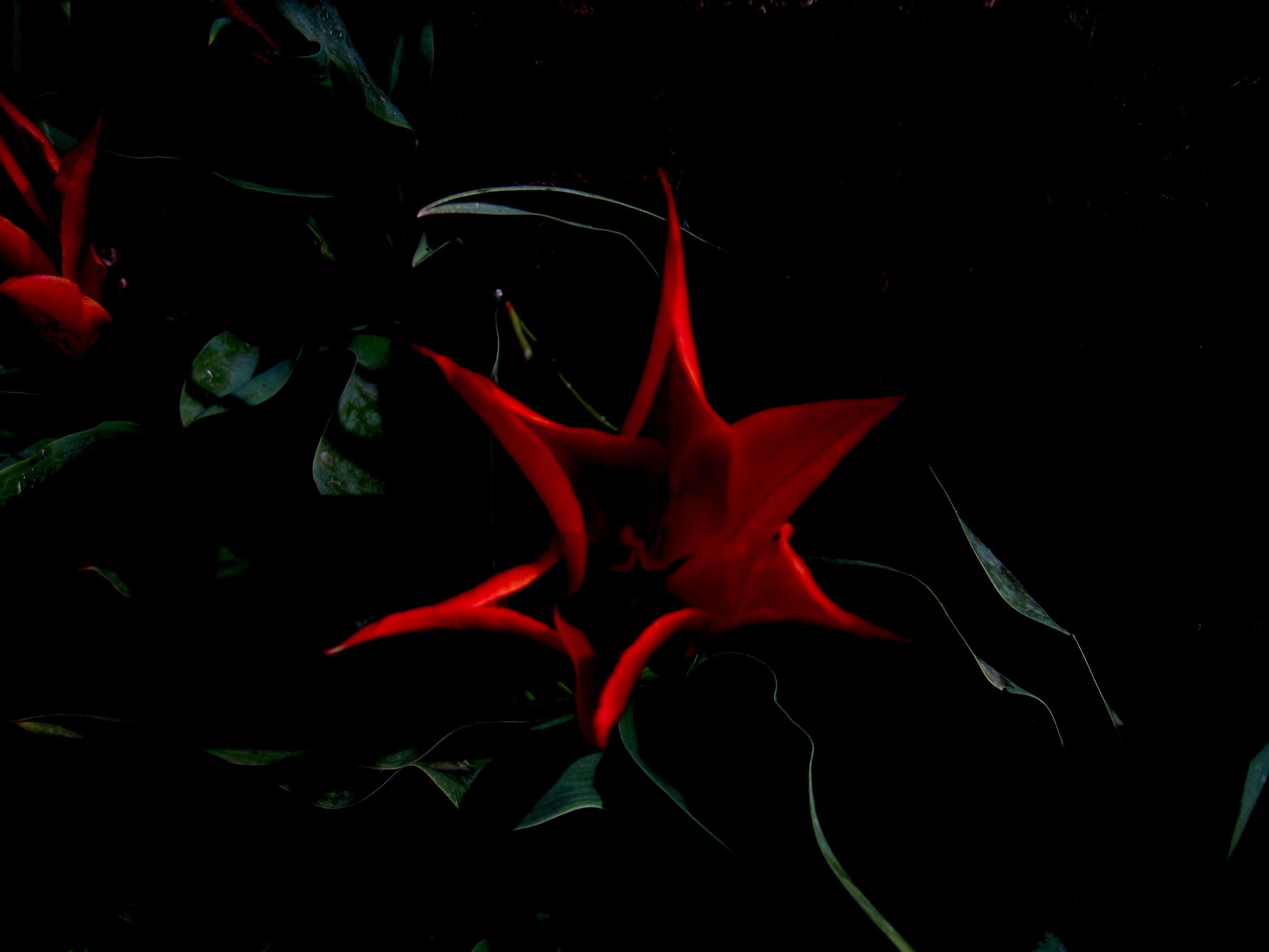 Flowers: Tulip Abstract Leaves Flower Star Flowers Petals Red