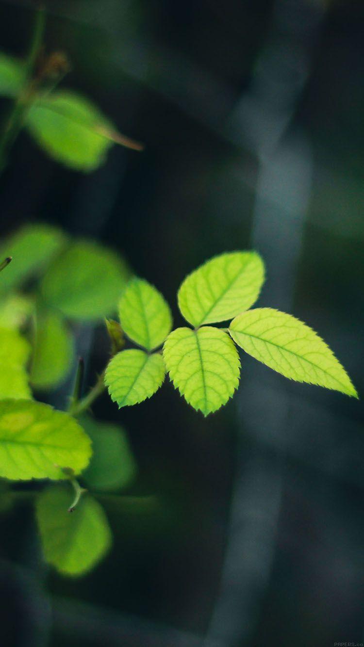 iPhonePapers greenish flower leaf