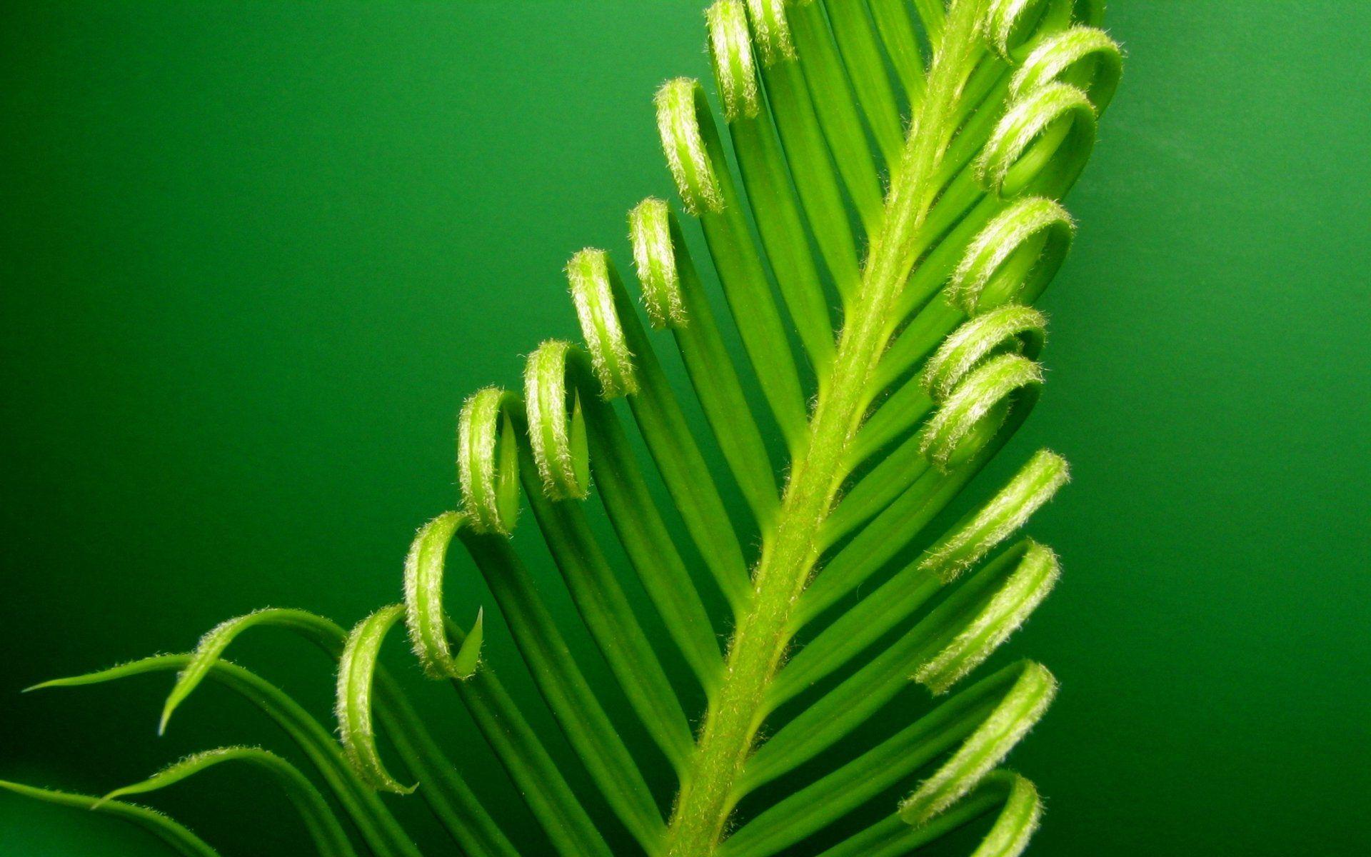 Curls on Green Wallpaper