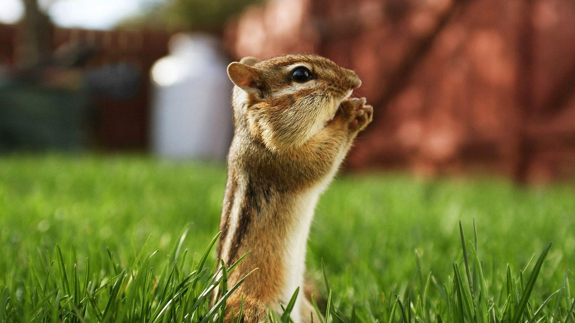 Squirrel Wallpaper