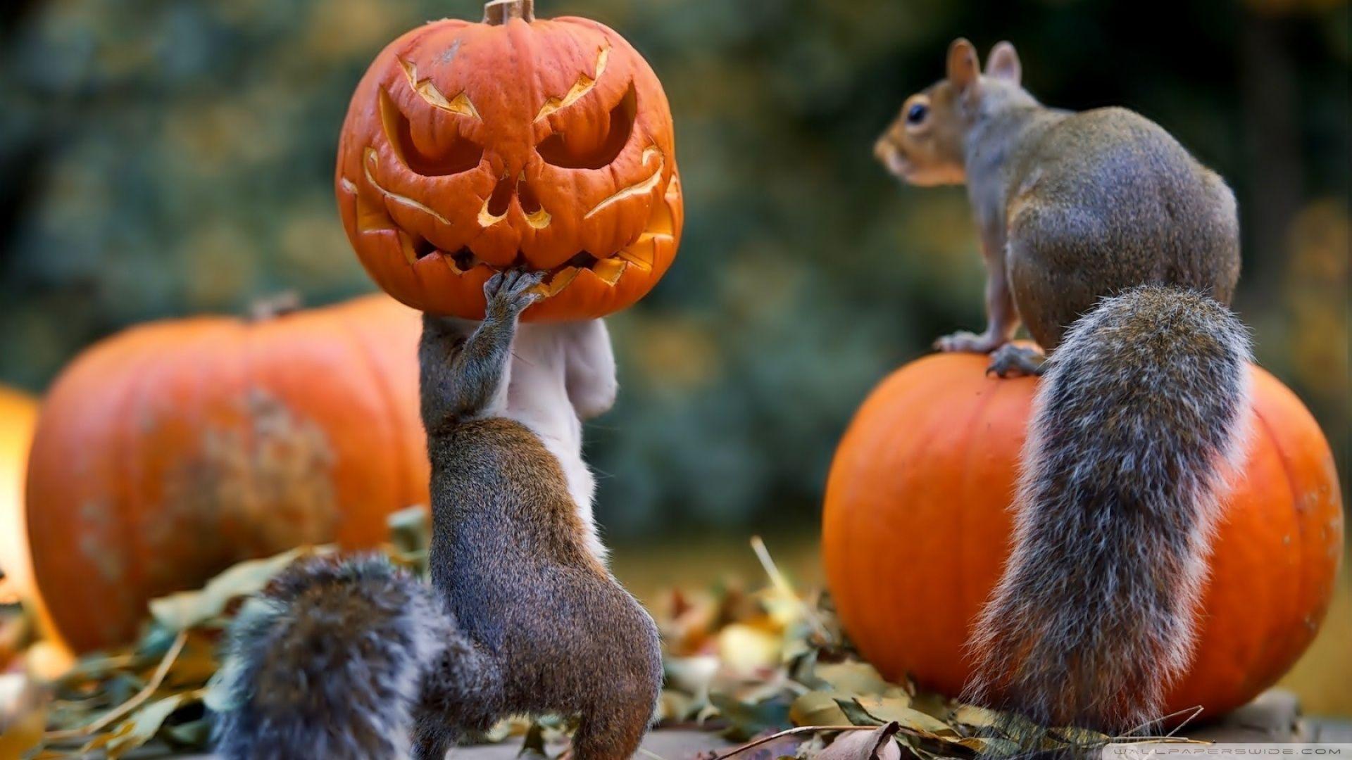 Halloween Squirrels ❤ 4K HD Desktop Wallpaper for 4K Ultra