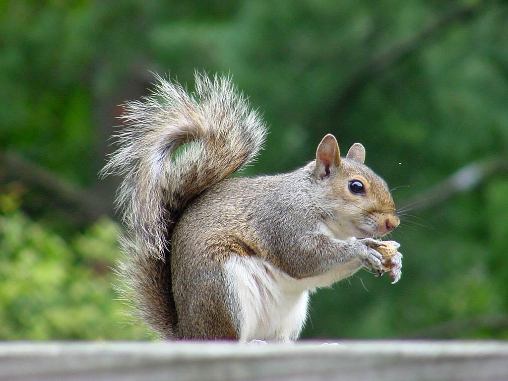 Squirrel Wallpaper and Background