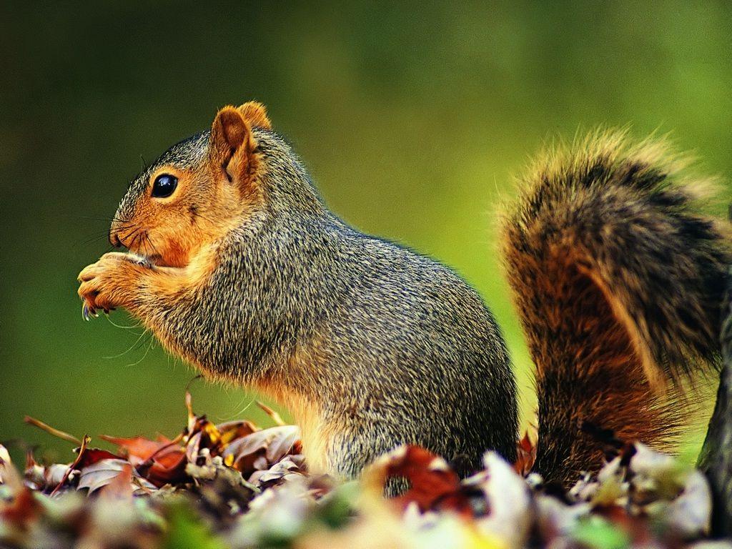 Squirrel Wallpaper Cute and Docile
