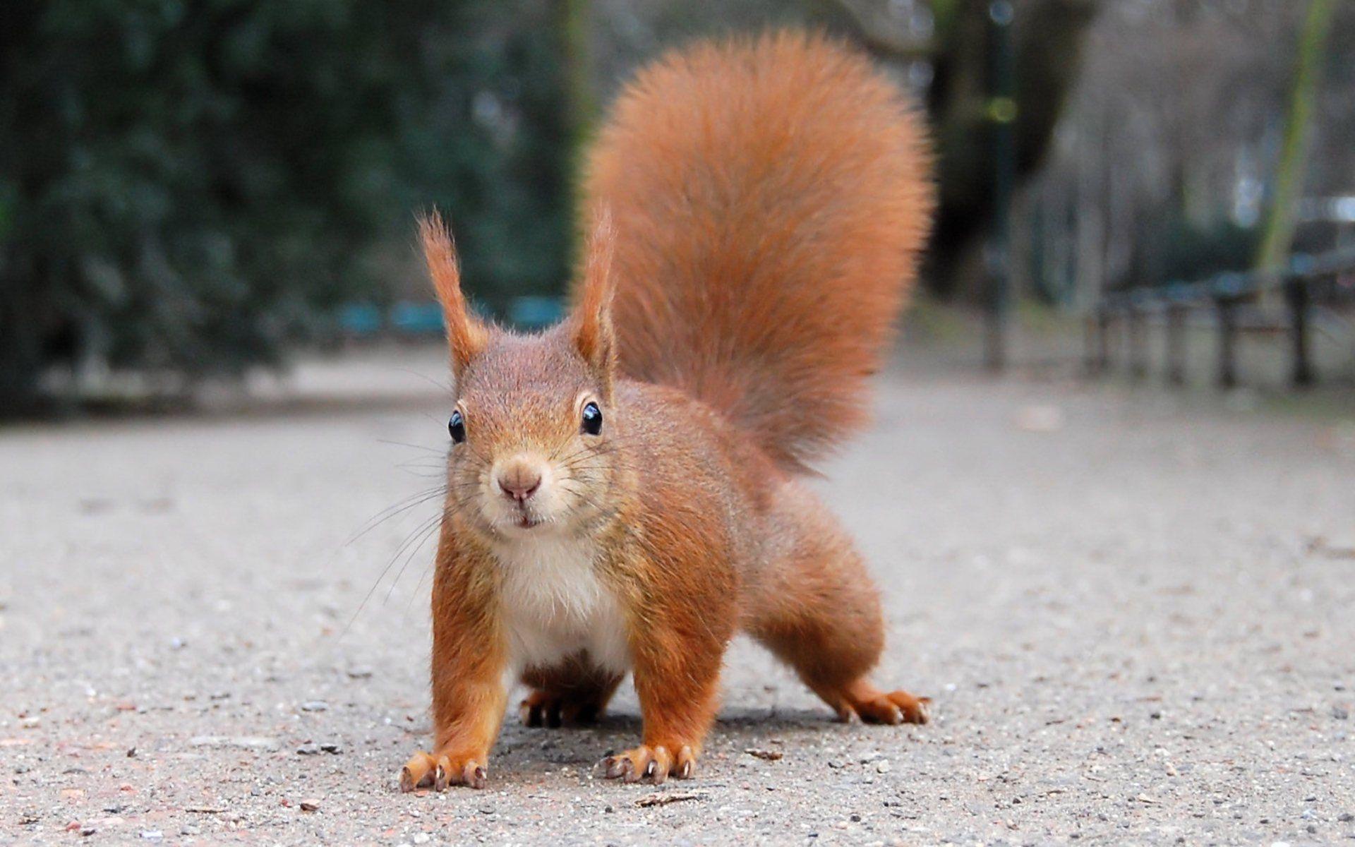 Red Squirrel 367909