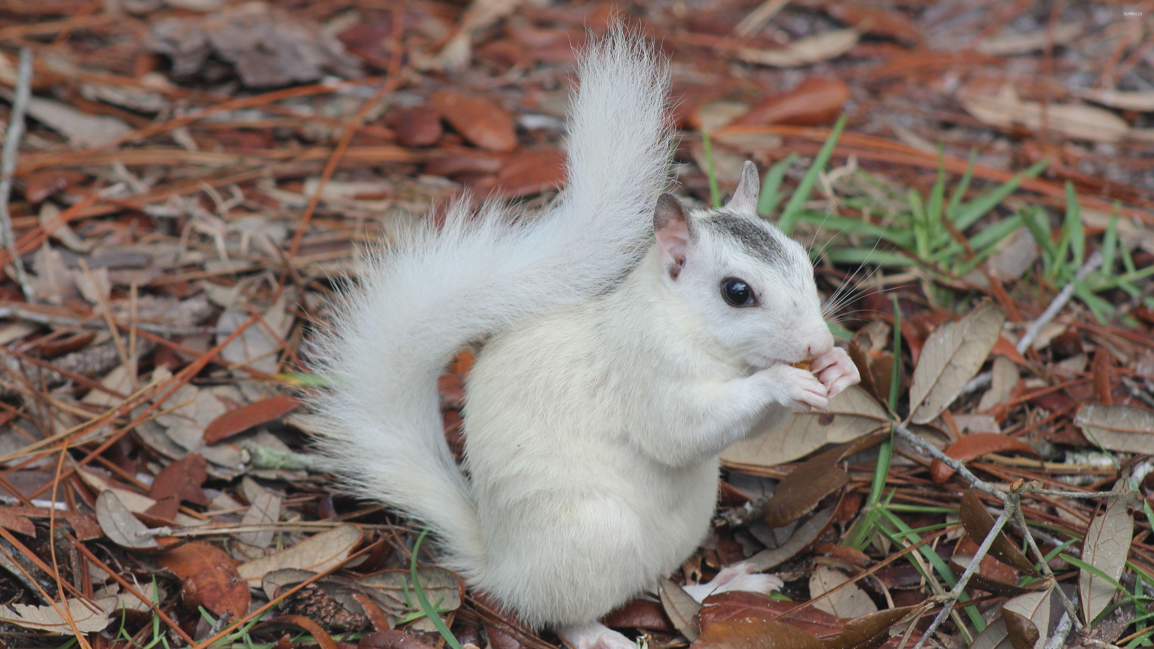 White squirrel wallpaper wallpaper