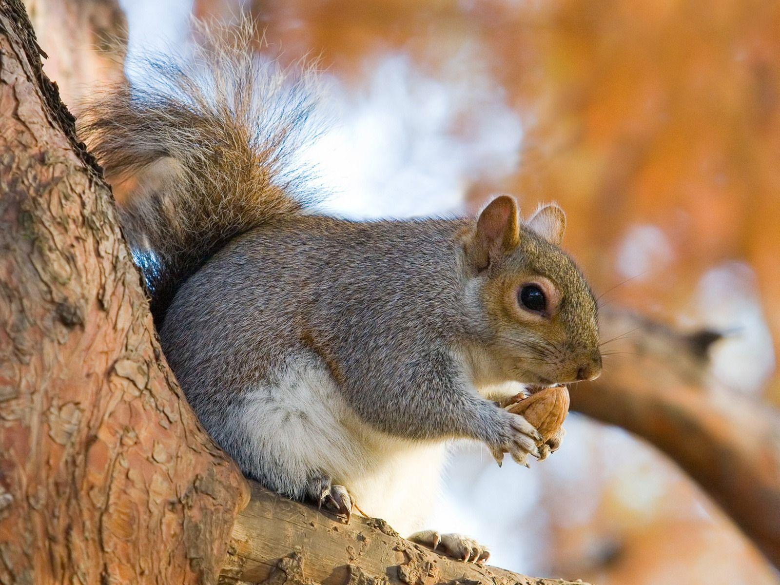 Squirrel Wallpaper. Animals Wallpaper Gallery