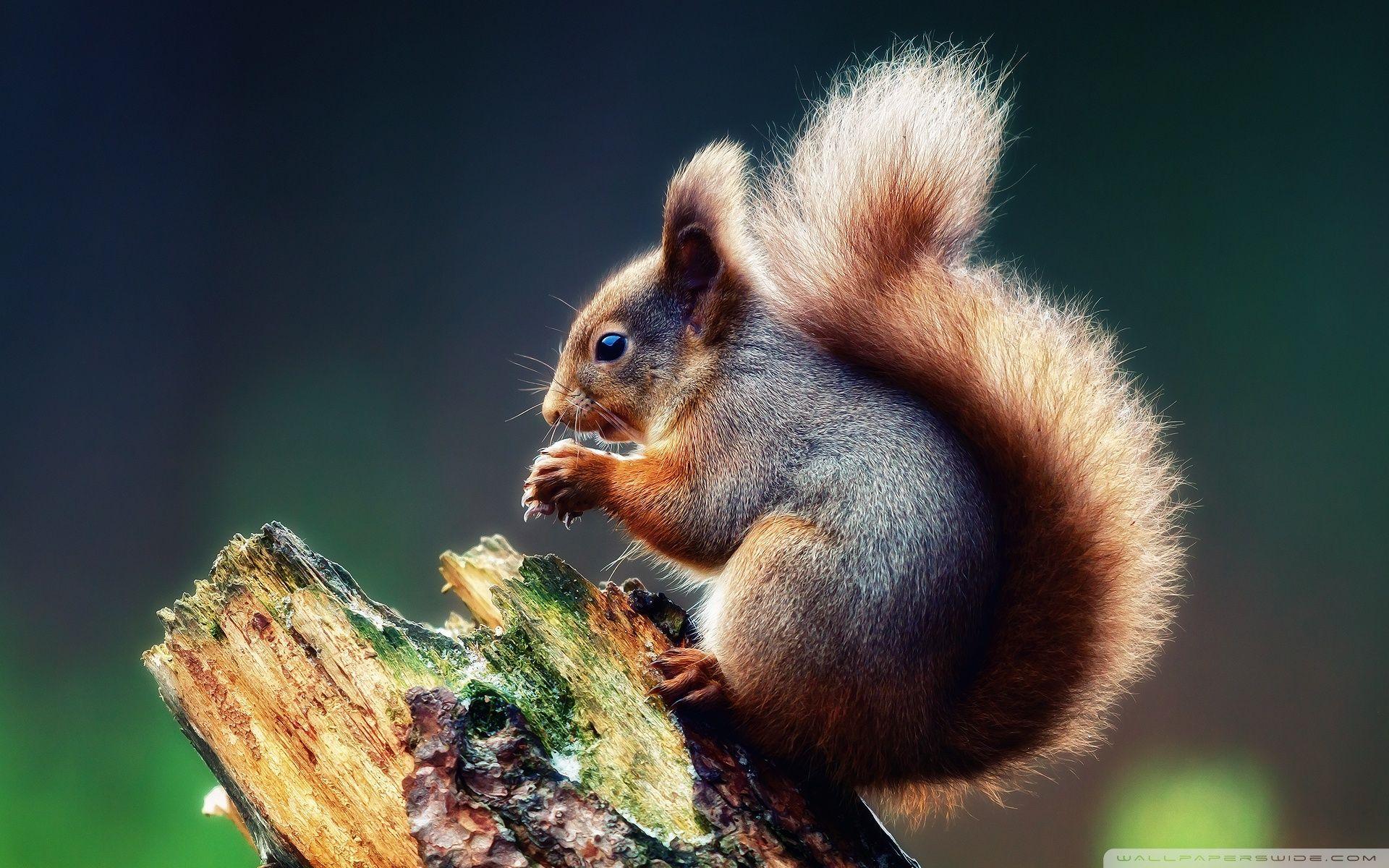 Squirrel Praying ❤ 4K HD Desktop Wallpaper for 4K Ultra HD TV