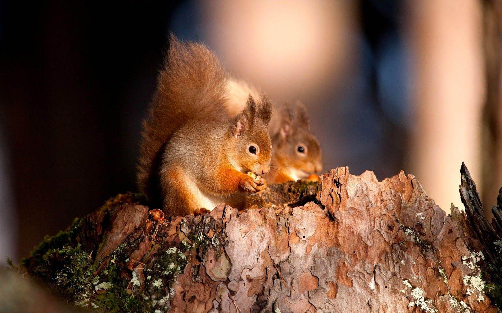 Squirrels Wallpapers - Wallpaper Cave