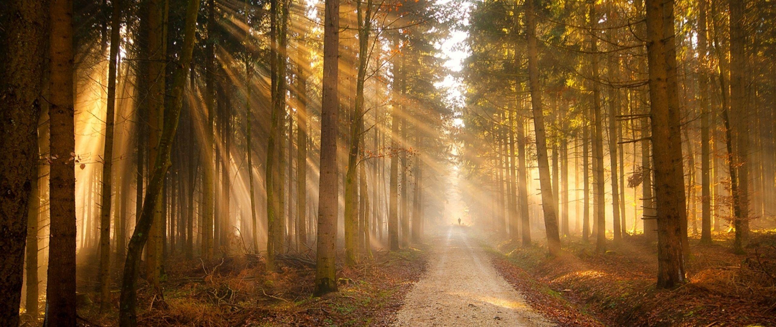 Download Wallpaper 2560x1080 Forest, Sun, Rays, Road, Trail
