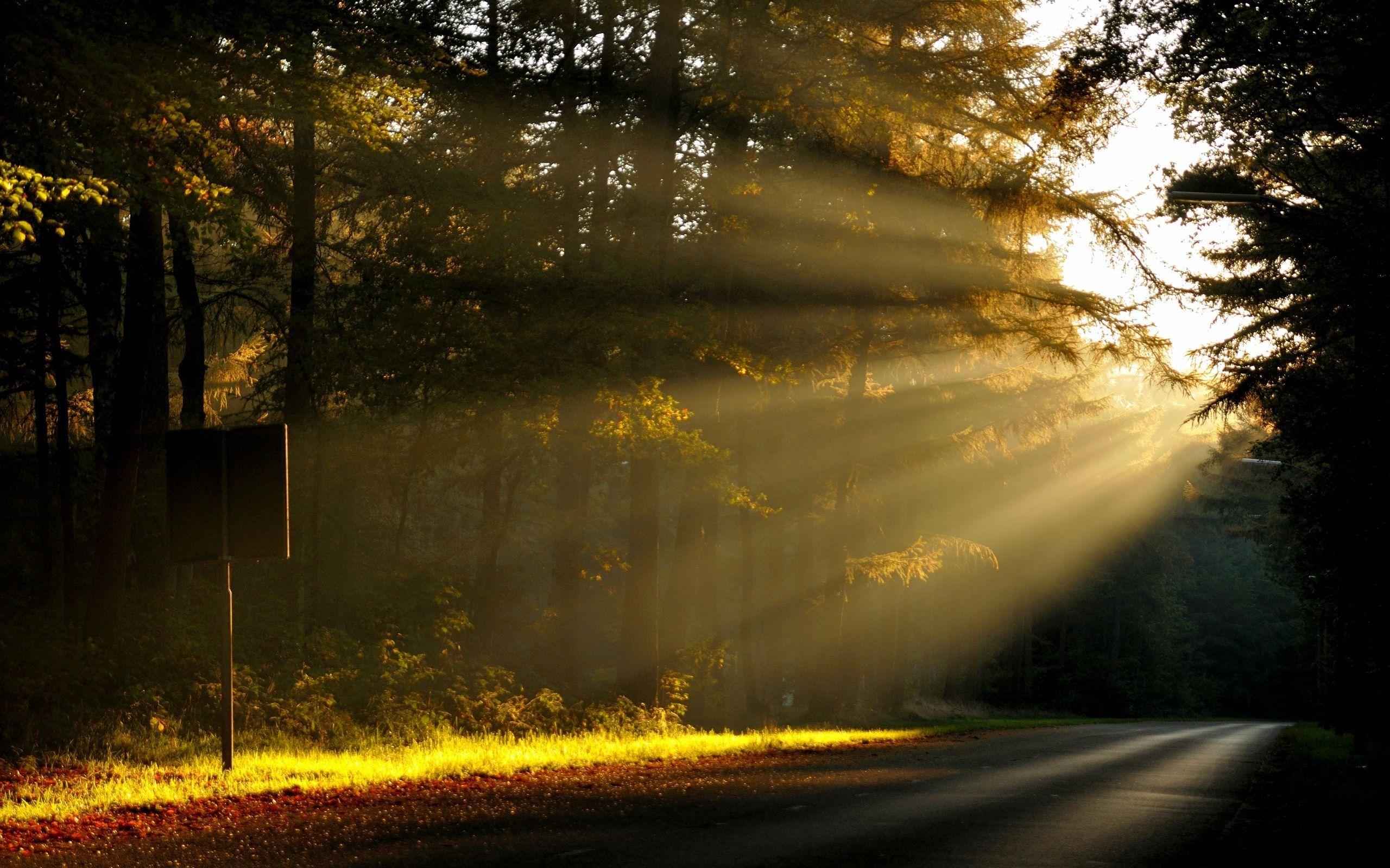 Morning sun rays in the forest Wallpaper