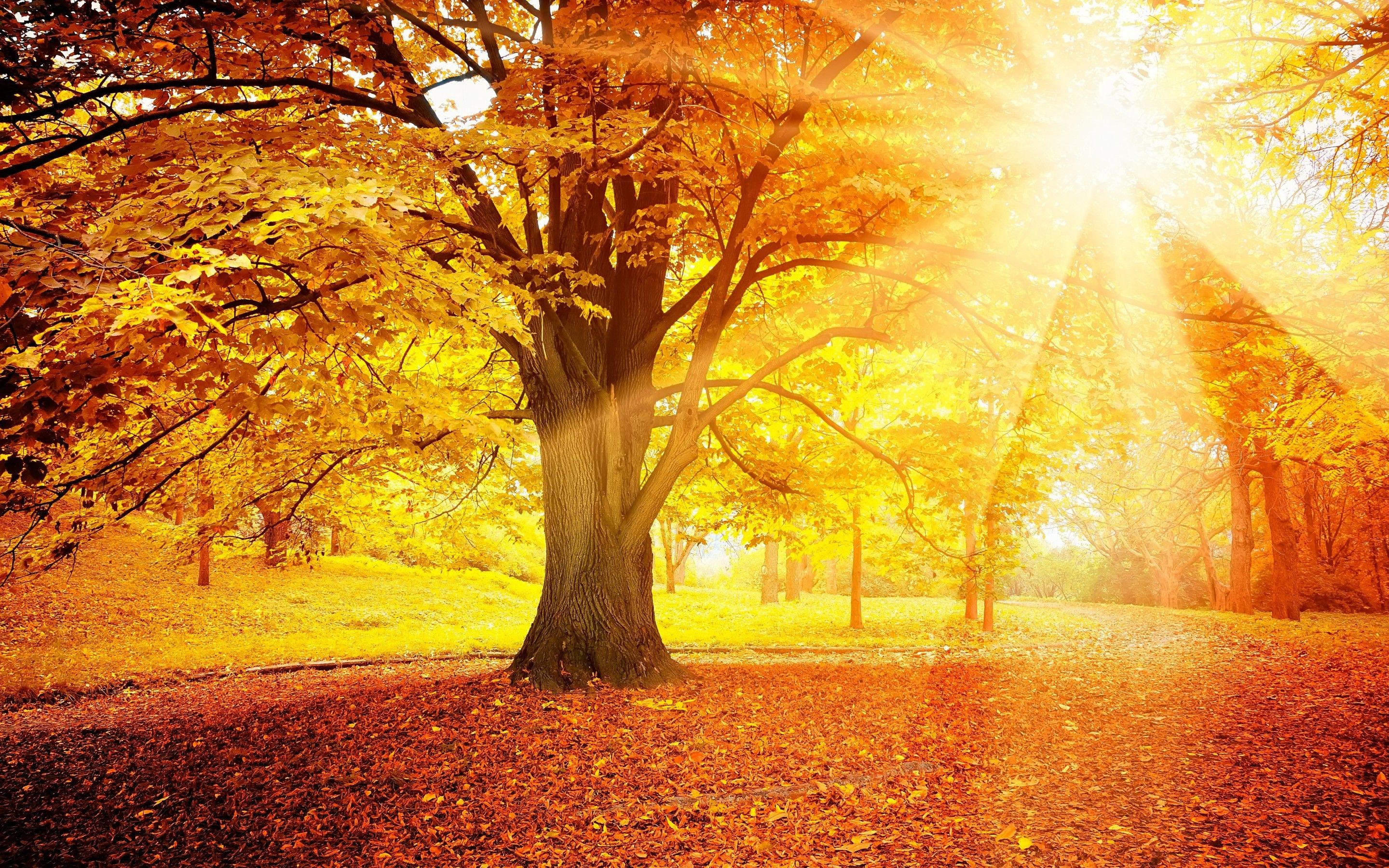 Nature Glow Autumn Trees Forest Morning Sunrays Wallpaper Pc