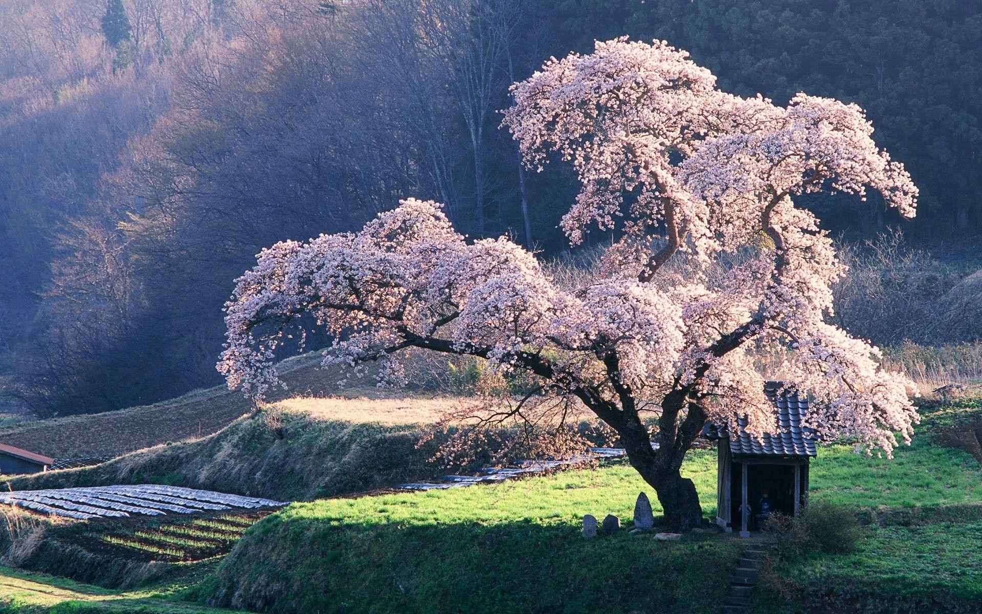 Cherry Blossom & Rice Asia wallpaper. Cherry Blossom & Rice Asia