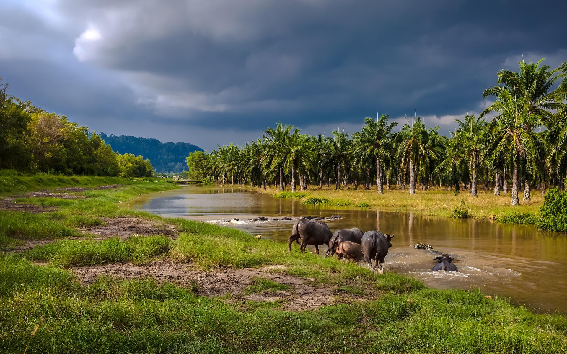 Water buffalos entering a river in southeast asia wallpaper