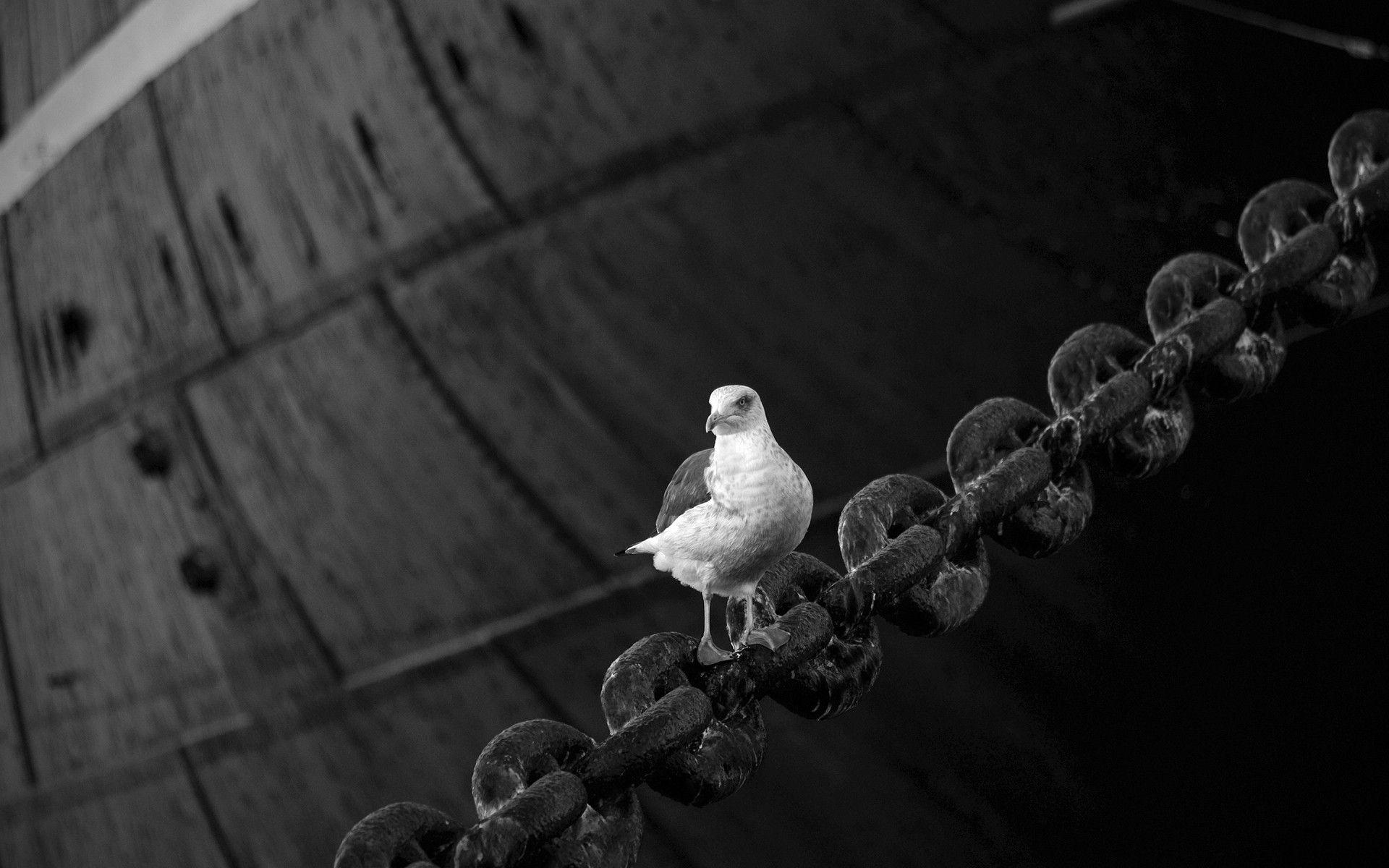 Wallpaper Dove, Bird, Sitting, Chain HD, Picture, Image