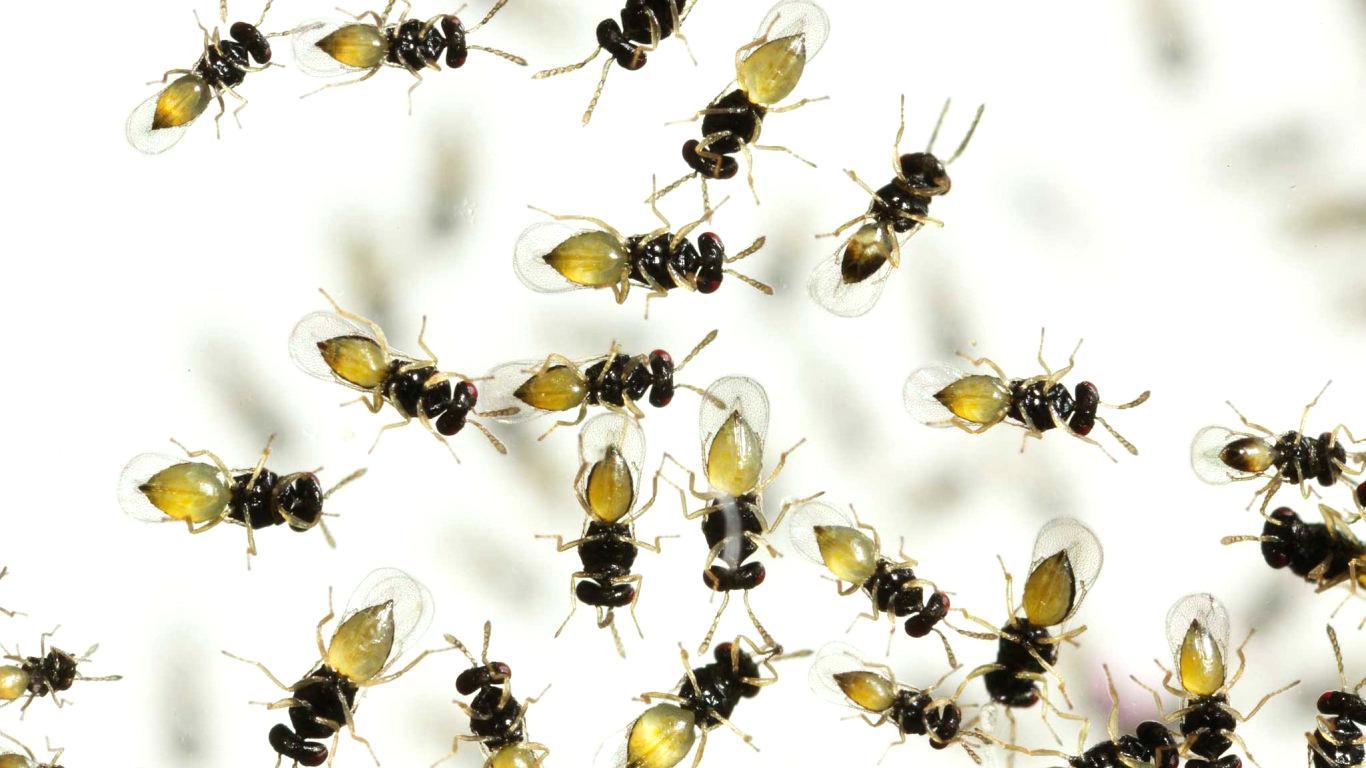 Dragonfly Wallpaper Border Nature Bugs Pretty Cute Parasitic