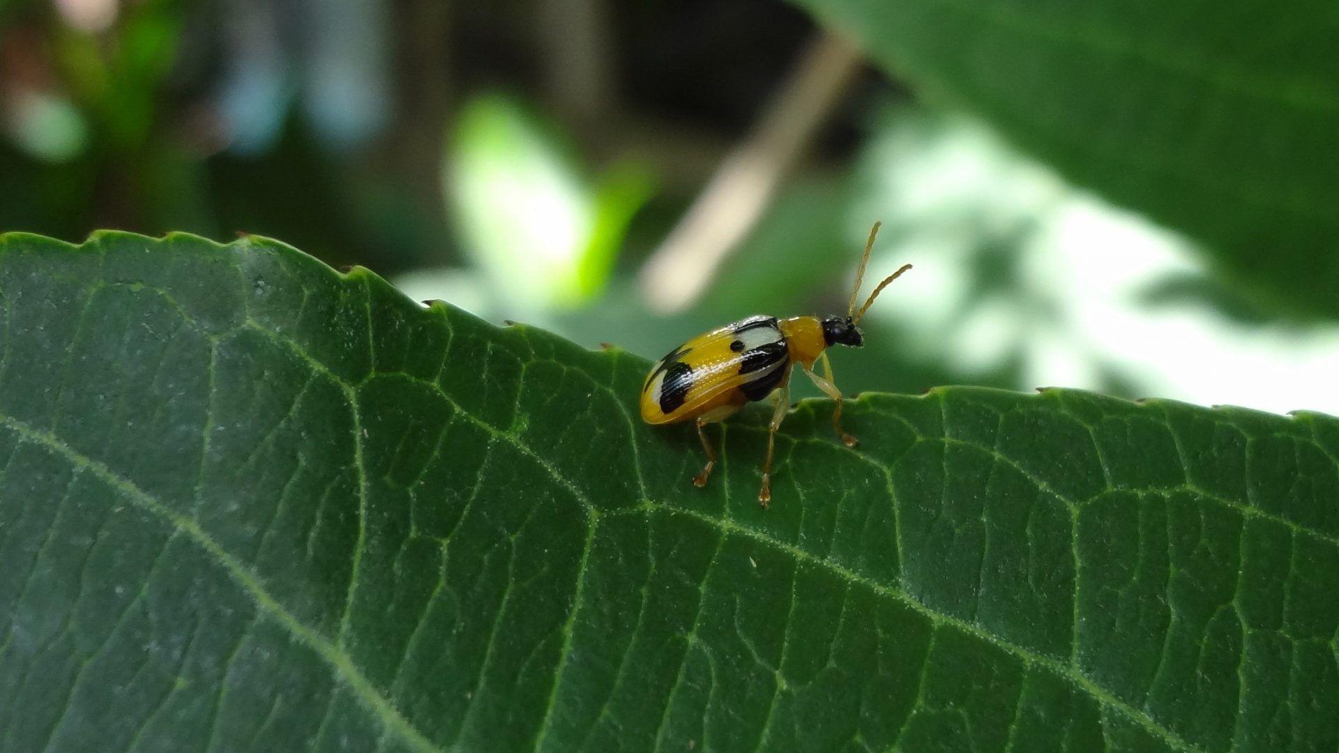 Bugs wallpaper: Butterfly Wales Green Blue Leaves Cool