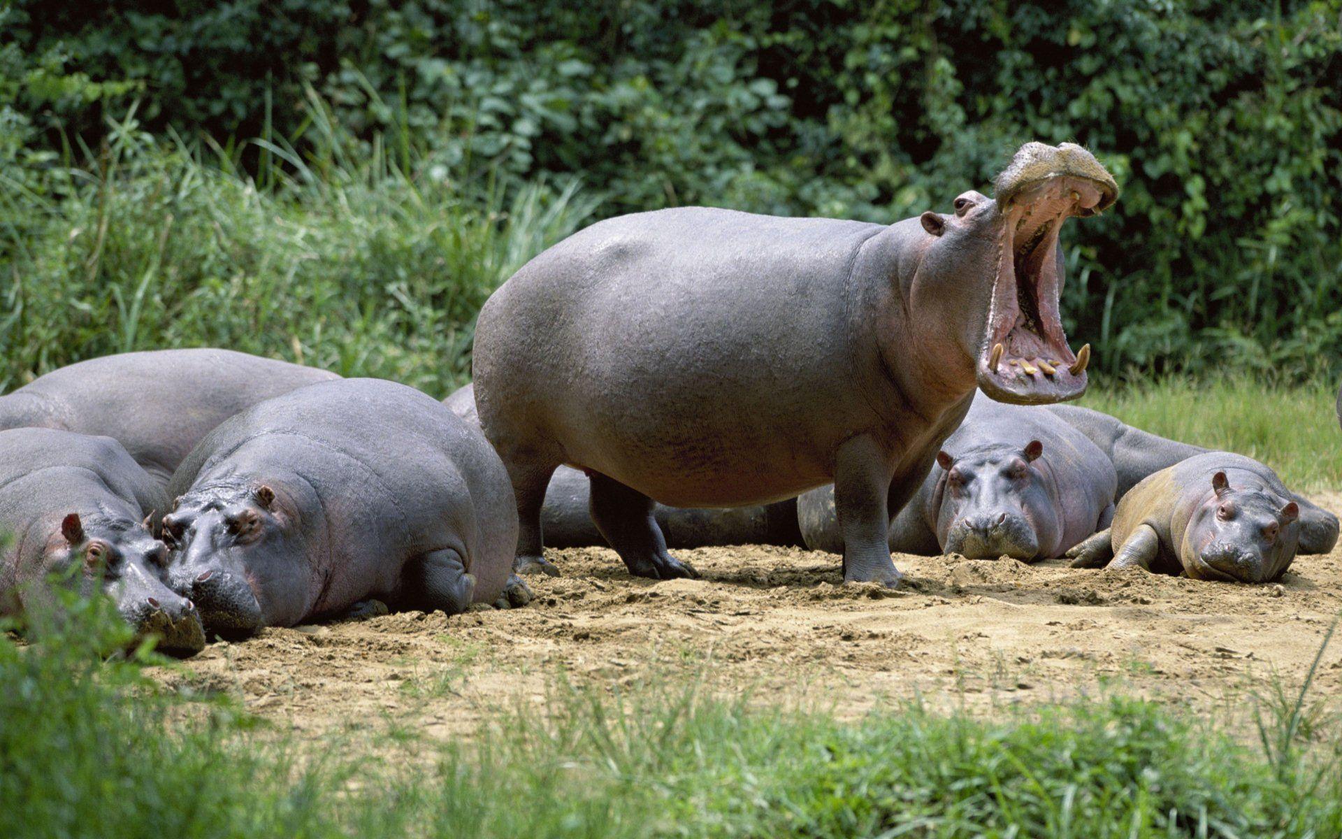 Hippo HD Wallpaper and Background Image