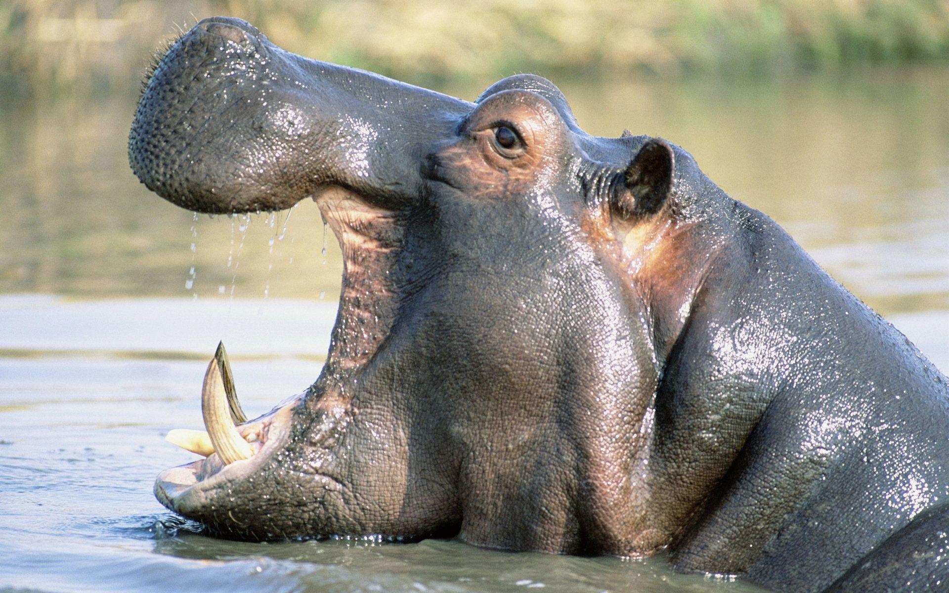 Hippo Full HD Wallpaper and Background Imagex1200