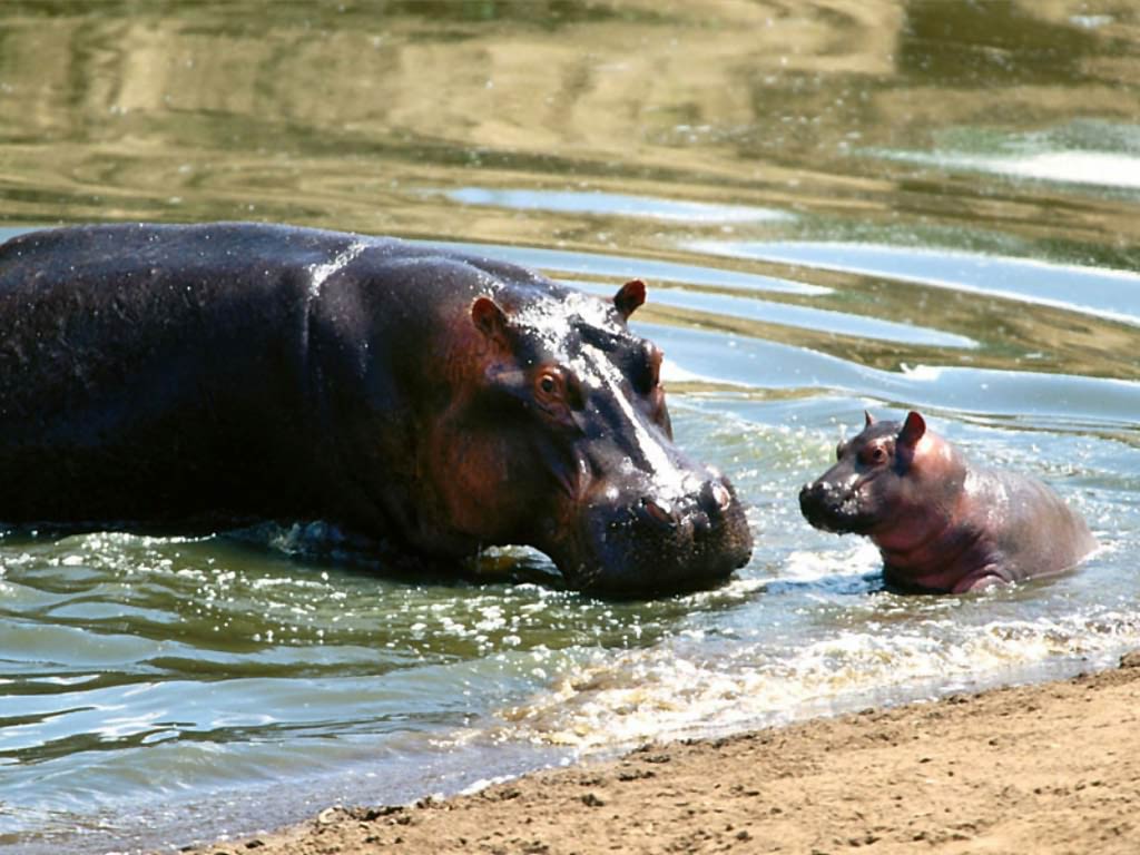Free Hippopotamus (Hippo) Wallpaper