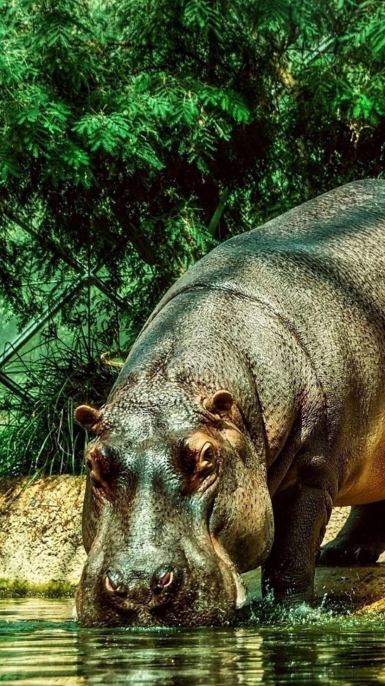 Hippopotamus Wallpaper Animal Spot