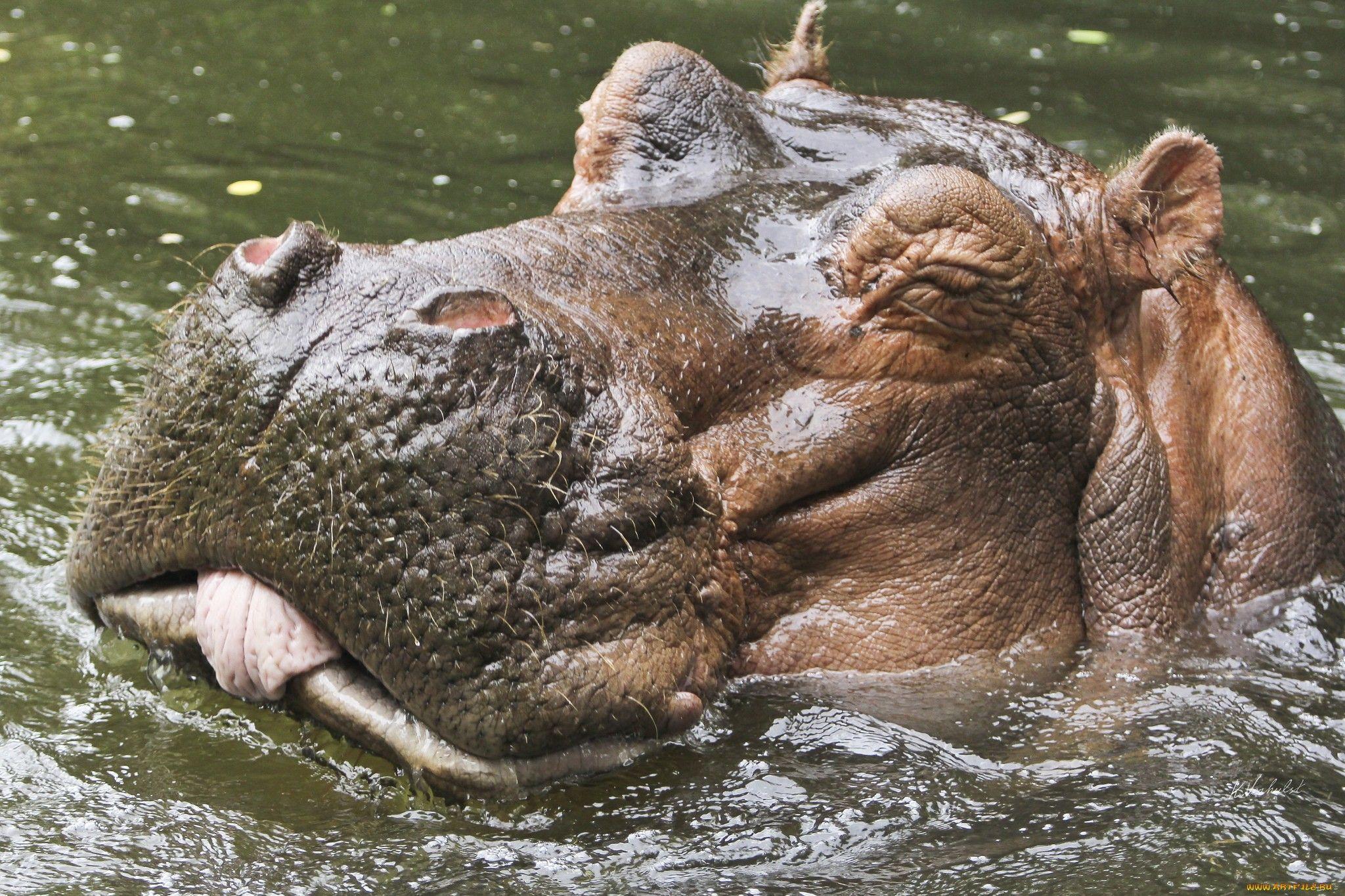 Hippo HD Wallpaper and Background Image