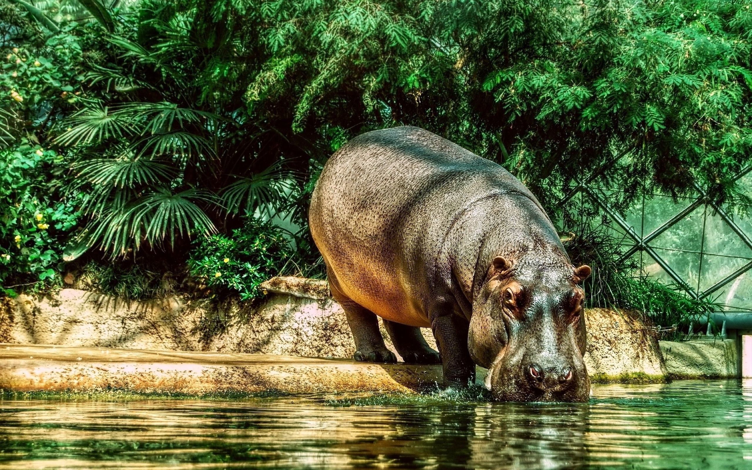 Hippo drinking water Wallpaper