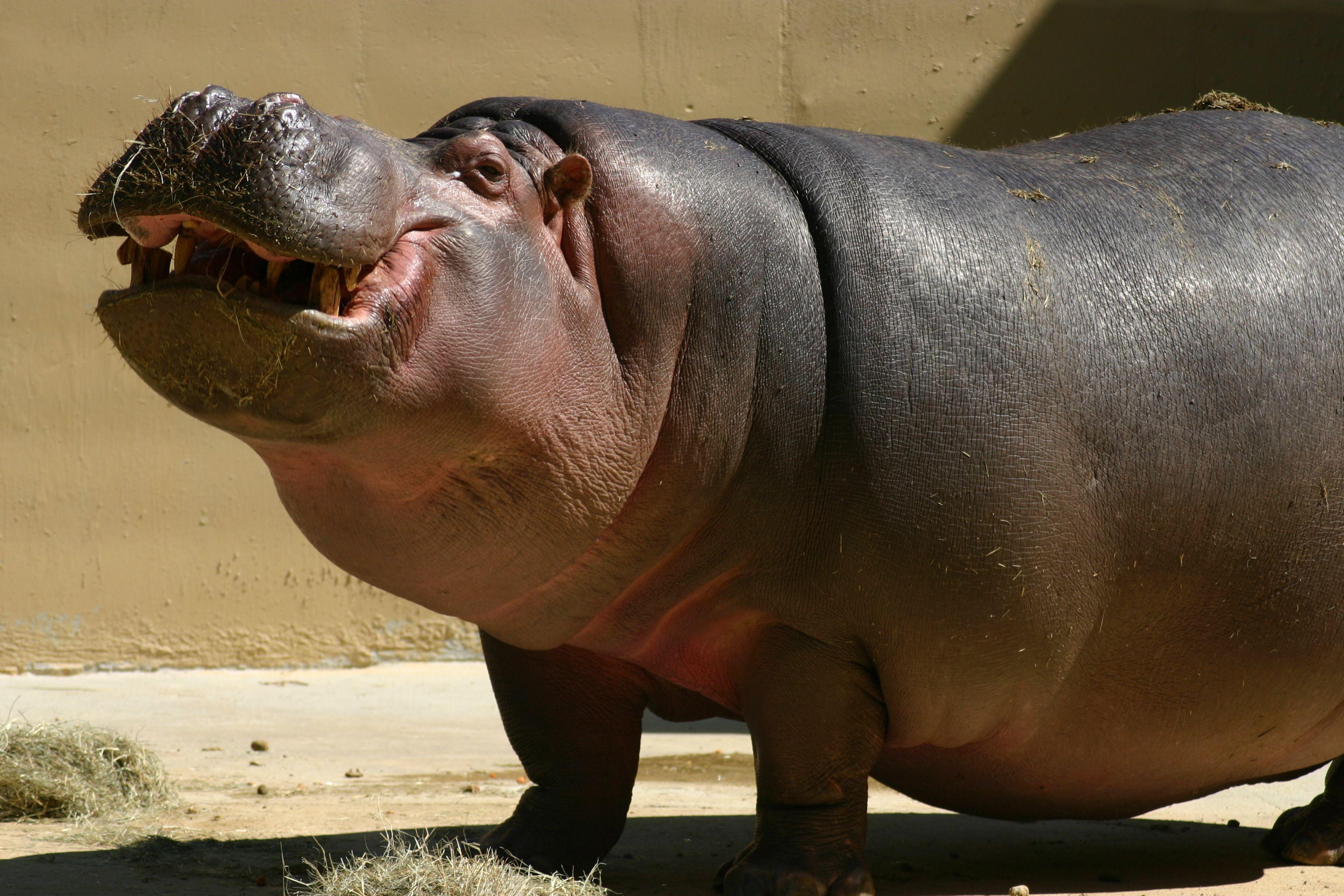 Hippopotamus hippo (1) wallpaperx2400