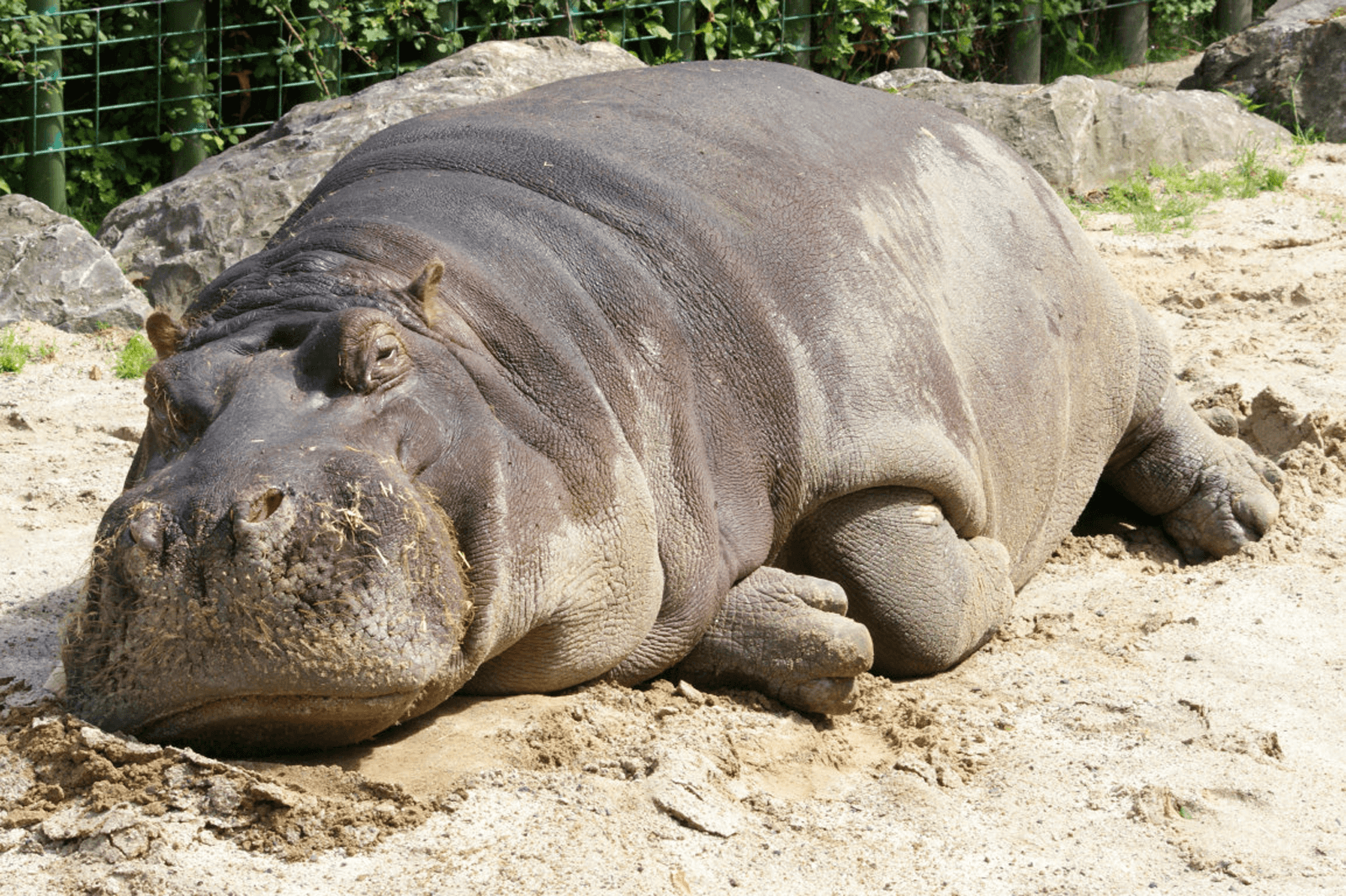 Hippo Wallpaper and Background Imagex1065