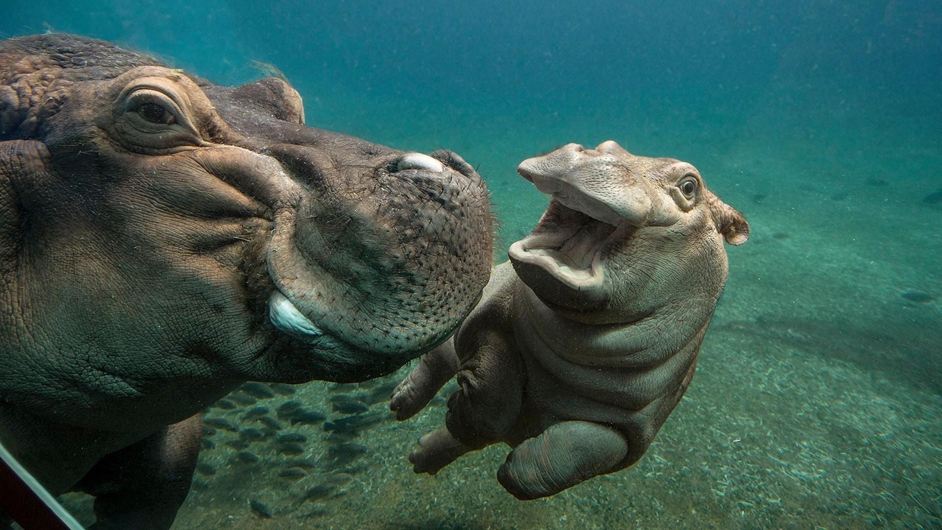 Hippo Baby With Mom Photography HD Wallpaper