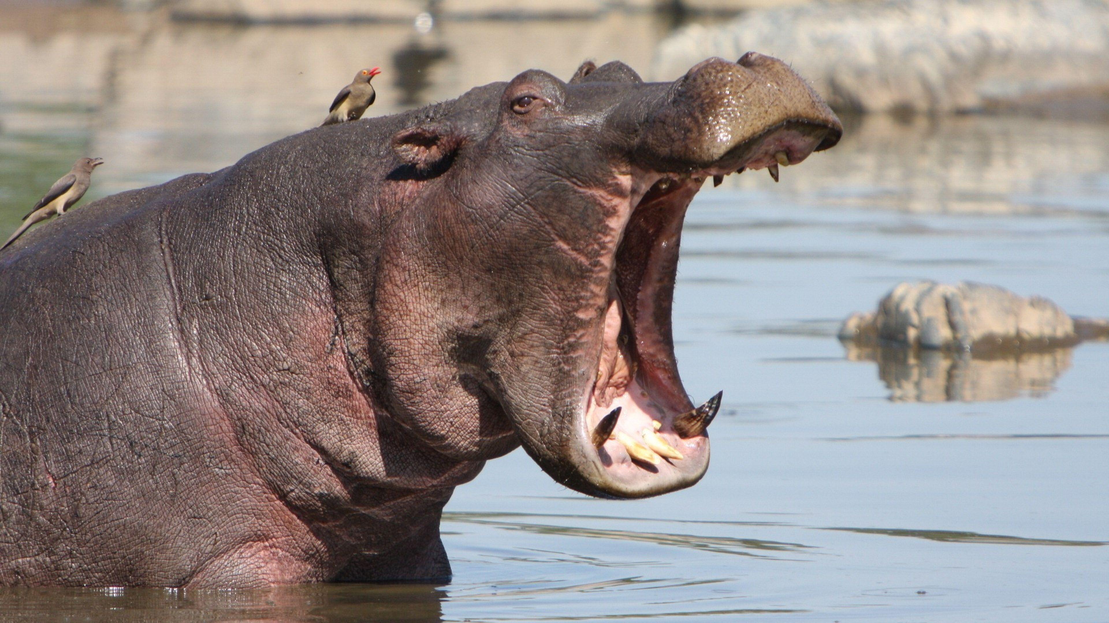Download Wallpaper 3840x2160 Hippo, Mouth, Angry, Water 4K Ultra