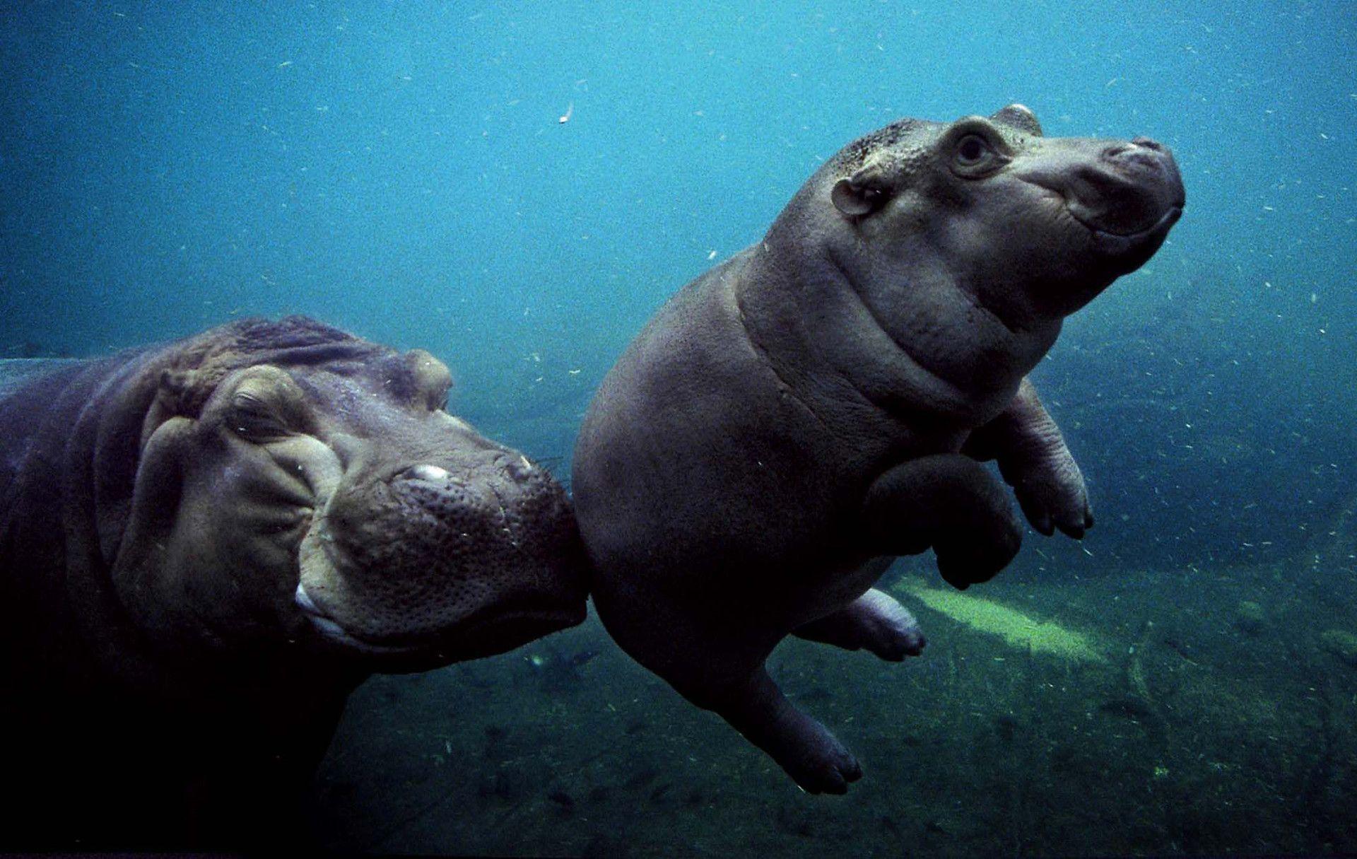 Bulky Mammals: Hippopotamus & Hippo Clipart
