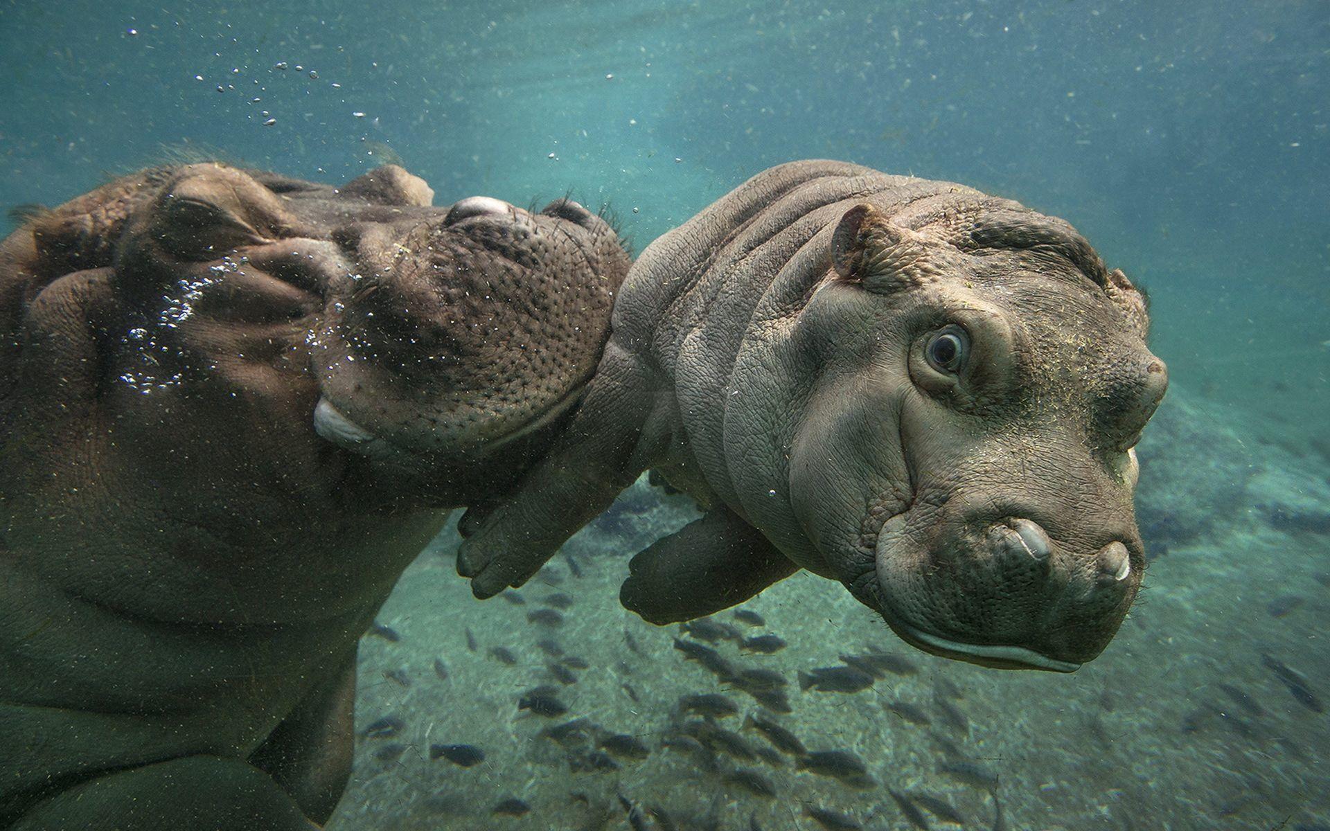 Hippo Baby and Mother Hippo Wallpaper HD Download Desktop