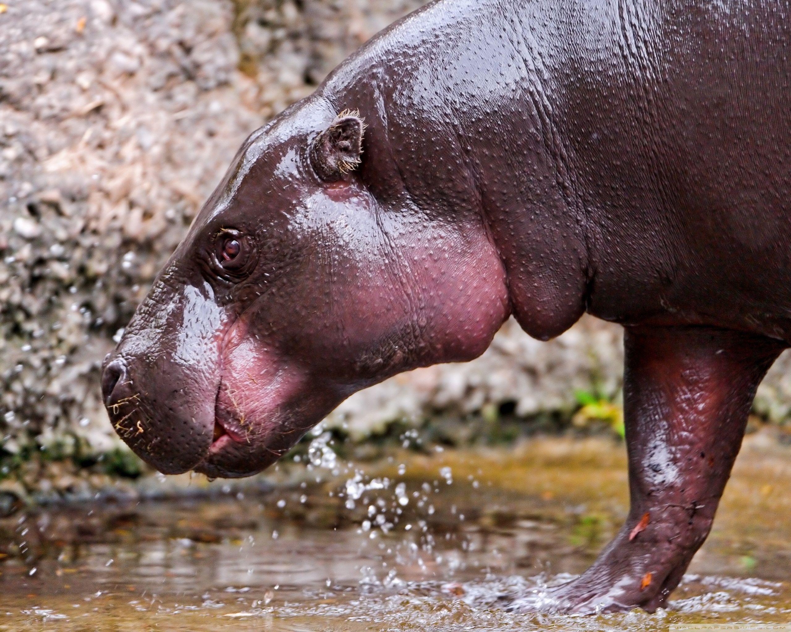 Hippo Walking In The Water ❤ 4K HD Desktop Wallpapers for 4K Ultra.