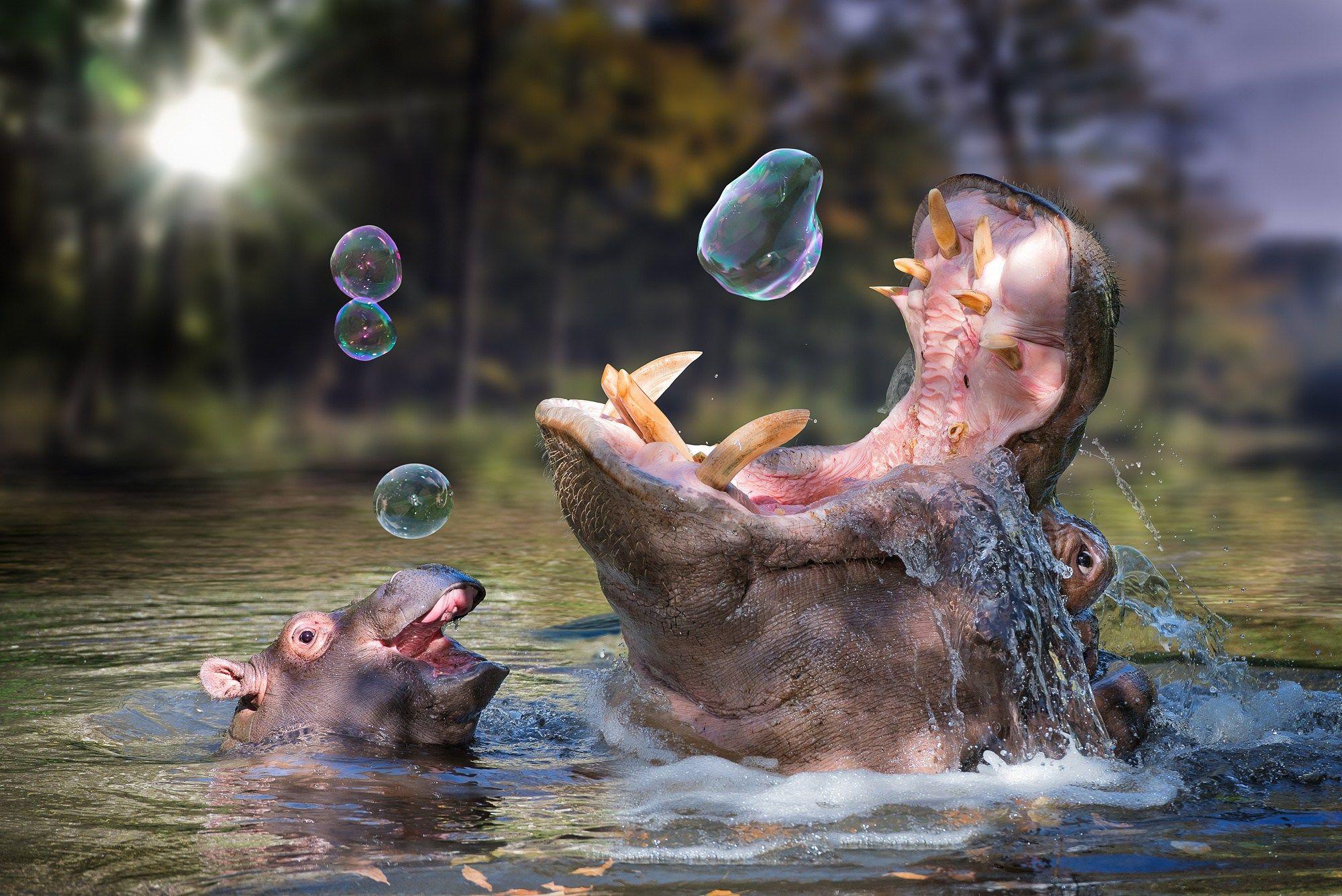 Enjoying Hippo In Water Wallpapers Free Download.