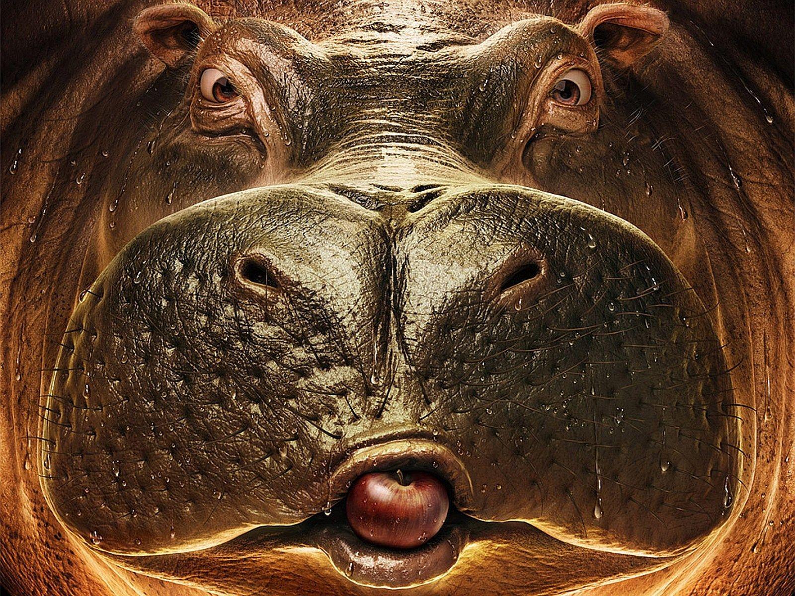 high resolution wallpaper widescreen hippo
