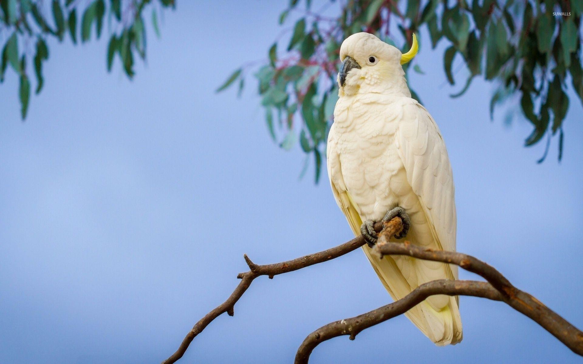 Cockatoo Wallpapers Wallpaper Cave