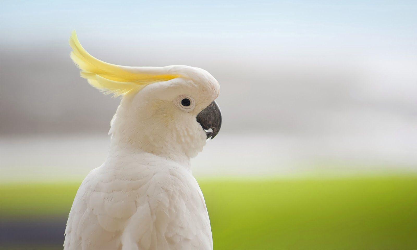 Cockatoo Wallpapers - Wallpaper Cave