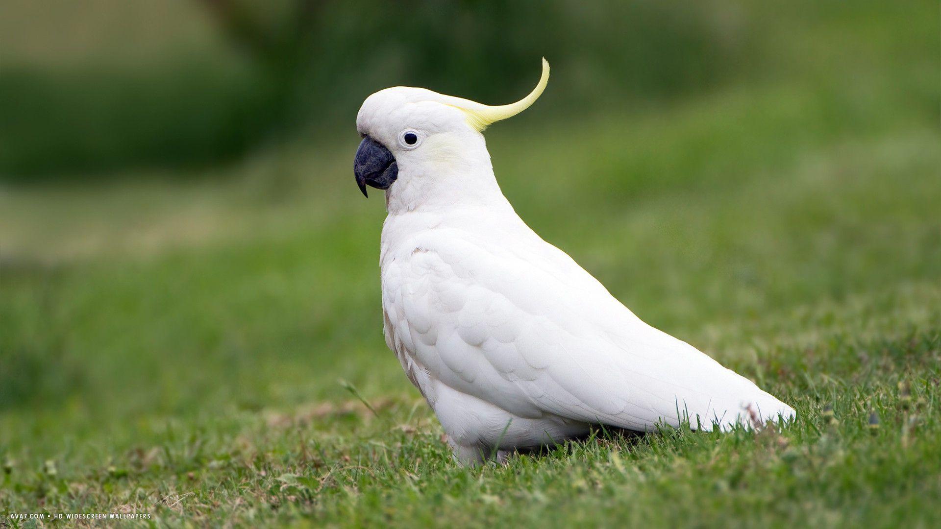 cockatoo bird white grass HD widescreen wallpaper / birds background