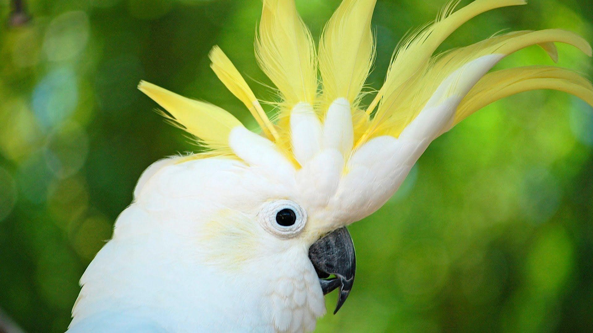 white parrot bird wallpaper