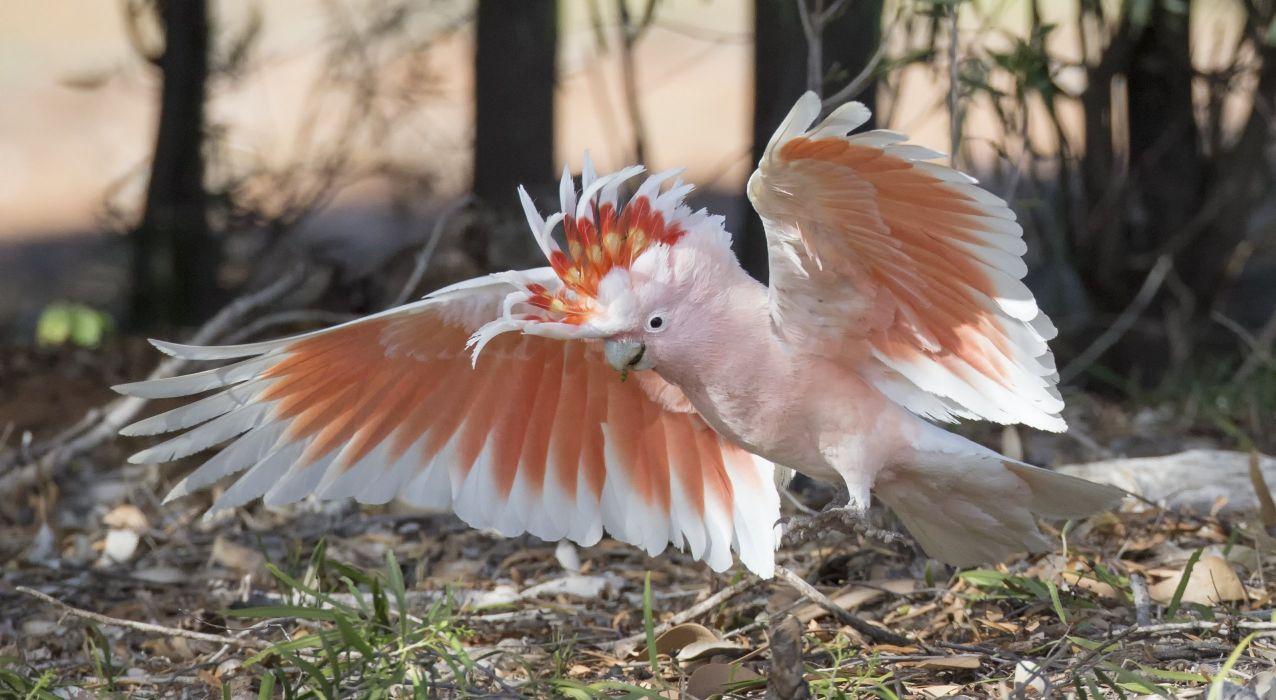 Cockatoo Major Mitchell cockatoos desert cockatoo parrot bird