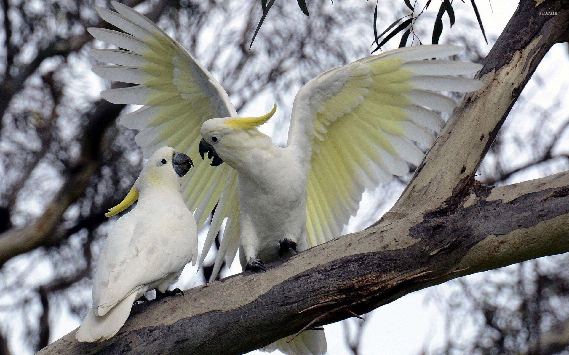 Wallpaper bird, feathers, parrot, black background, crest, Cockatoo for  mobile and desktop, section животные, resolution 1920x1140 - download