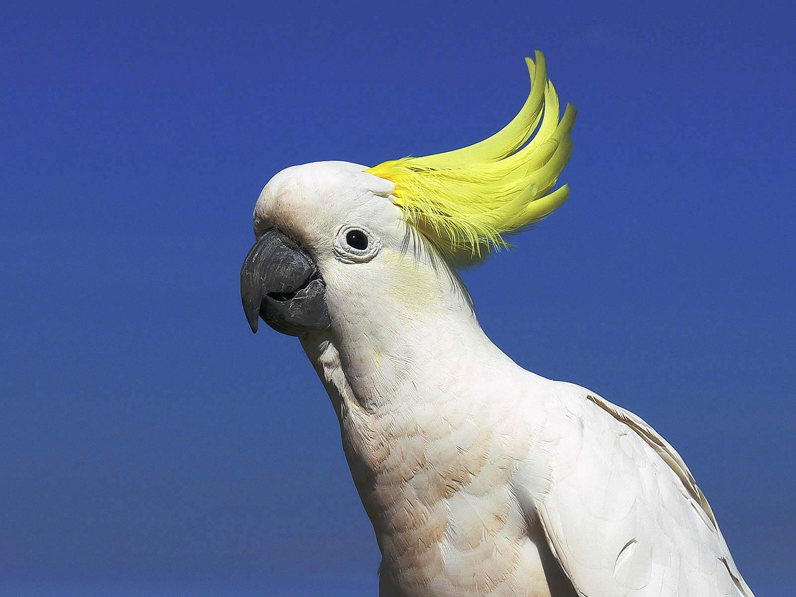 Cockatoo Wallpaper