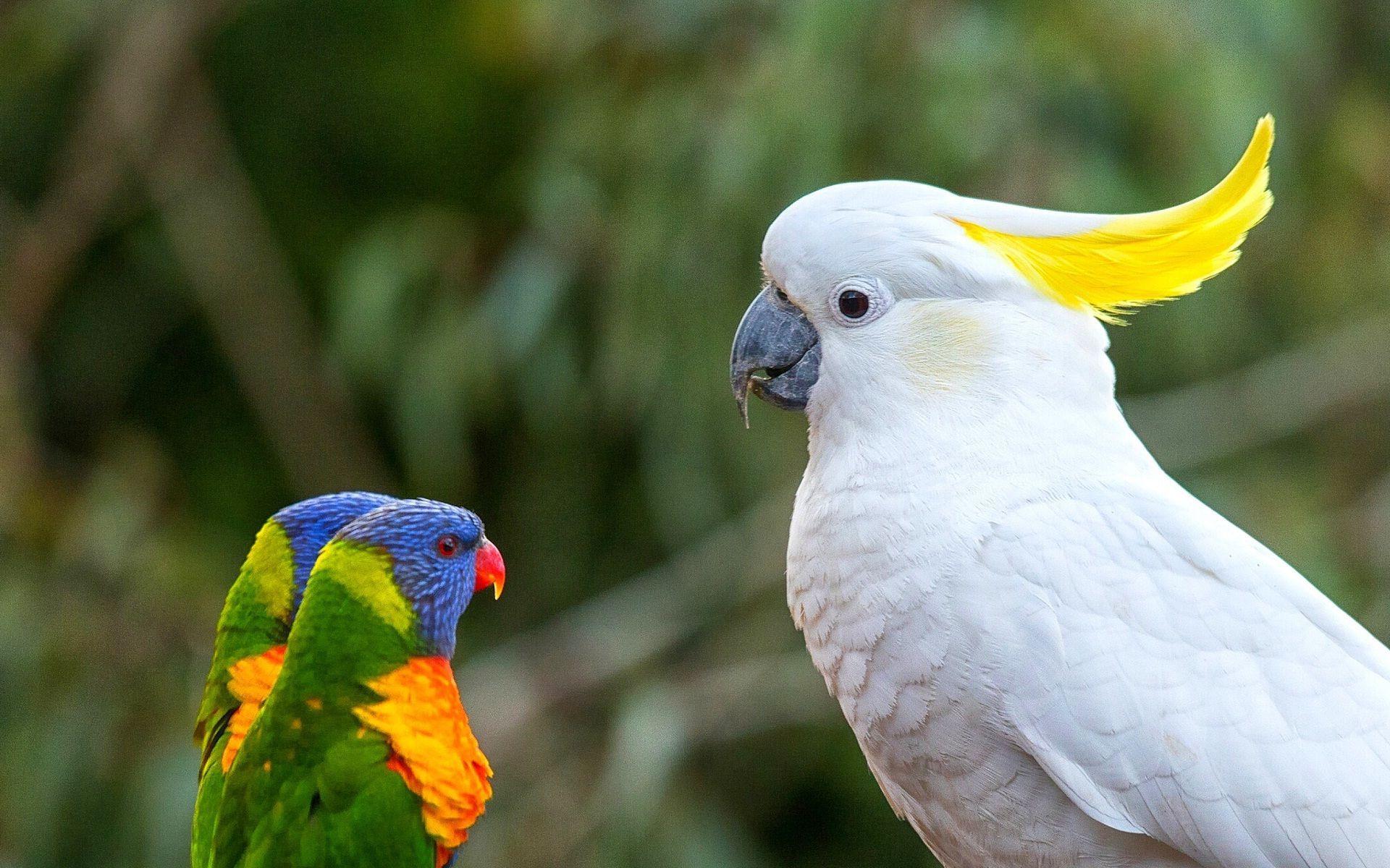 Cockatoo Wallpapers - Wallpaper Cave