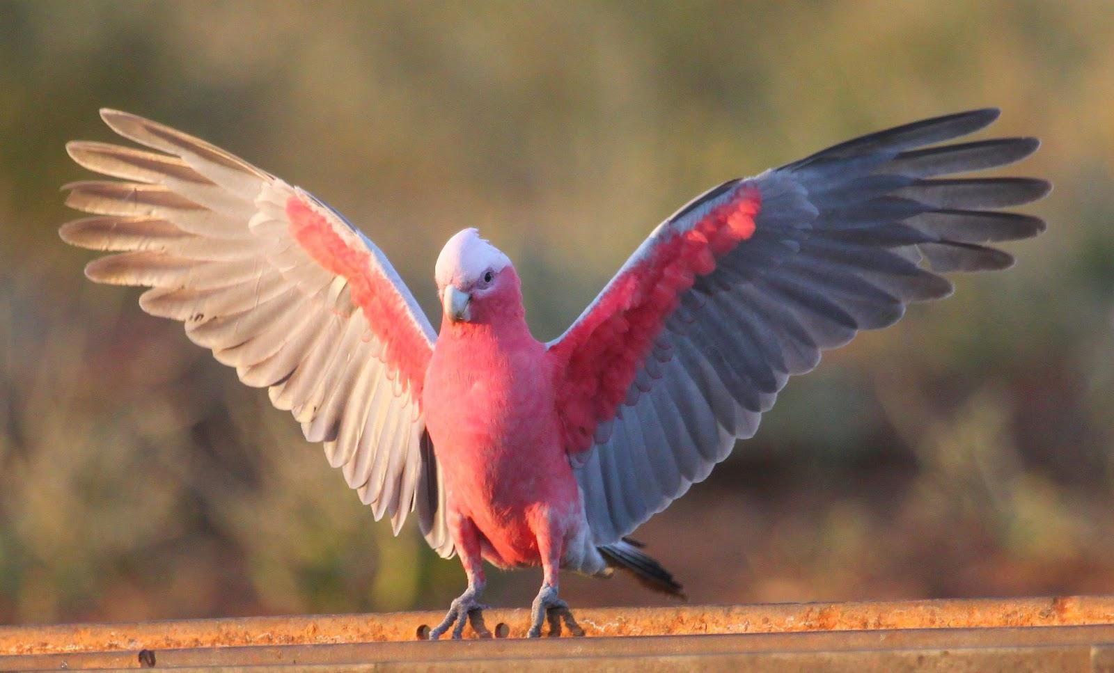 Galah Cockatoo Wallpaper HD Download